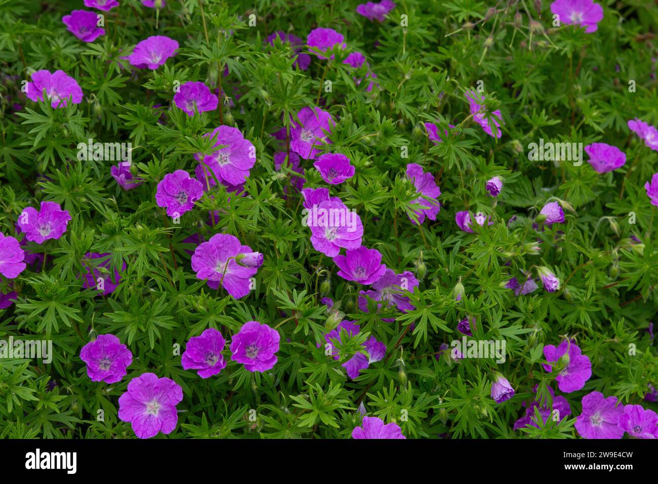 Eine robuste Geranie (Kranschnabelgeranie) in voller Blüte. (Auch bekannt als Wildgeranie und Staudengeranie). Stockfoto