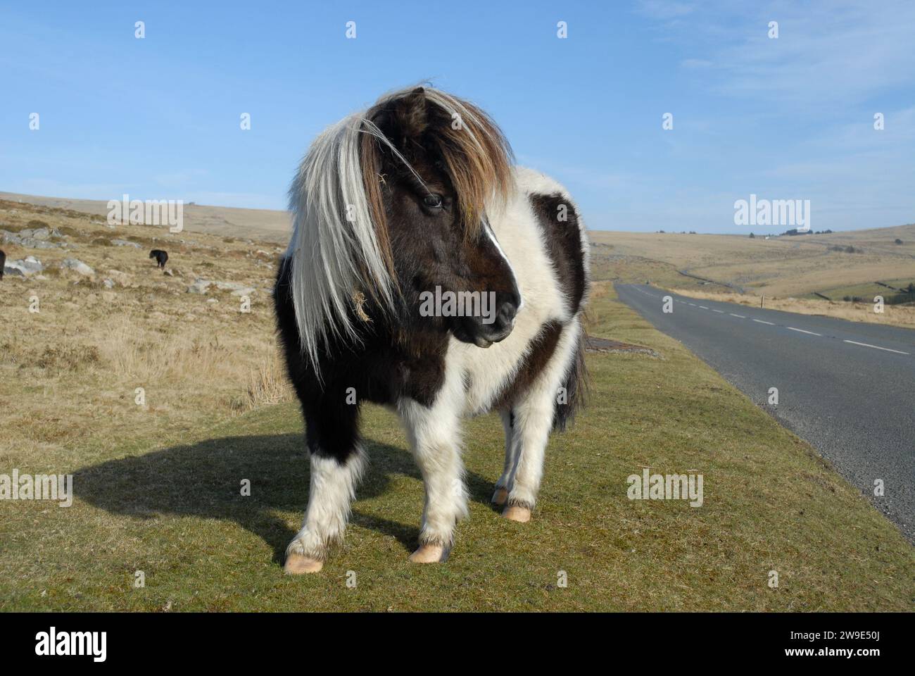 Niedliches Dartmoor-Pony im Dartmoor-Nationalpark, Devon, England Stockfoto