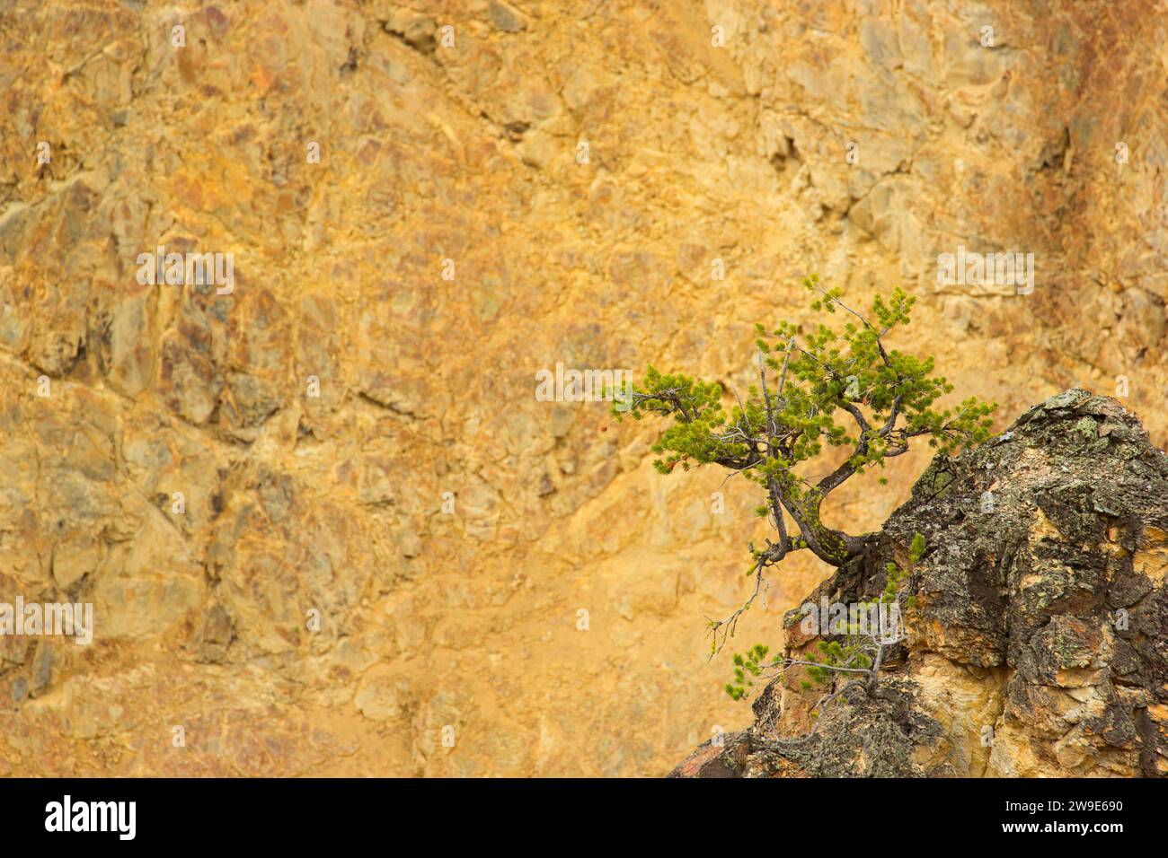 Kiefer in Grand Canyon im Yellowstone von Aussichtspunkt, Yellowstone National Park, Wyoming Stockfoto