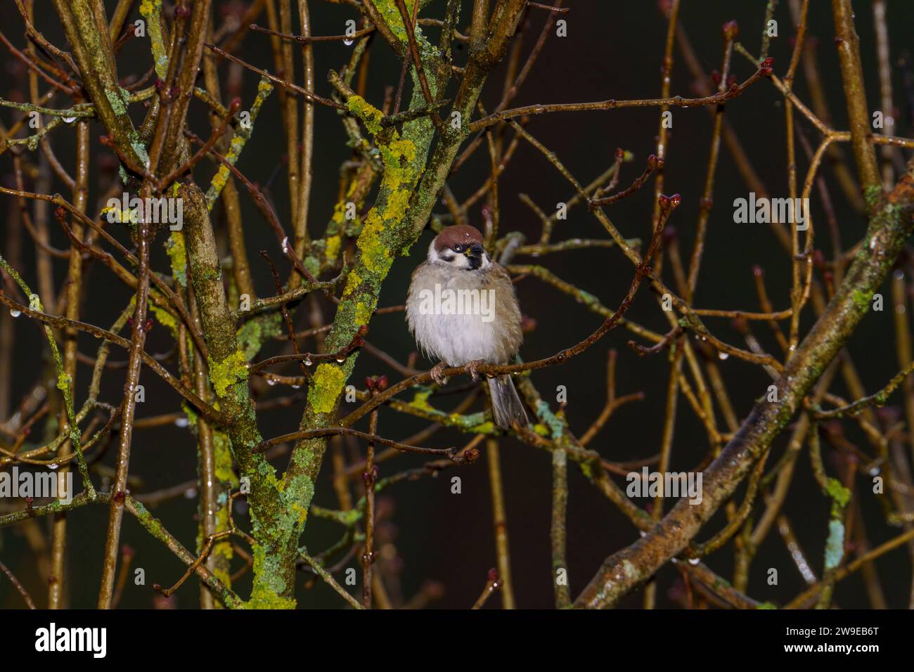 Passer montanus Familie Passeridae Gattung Passer Eurasischer Baumspatzen Deutscher Spatzen Stockfoto