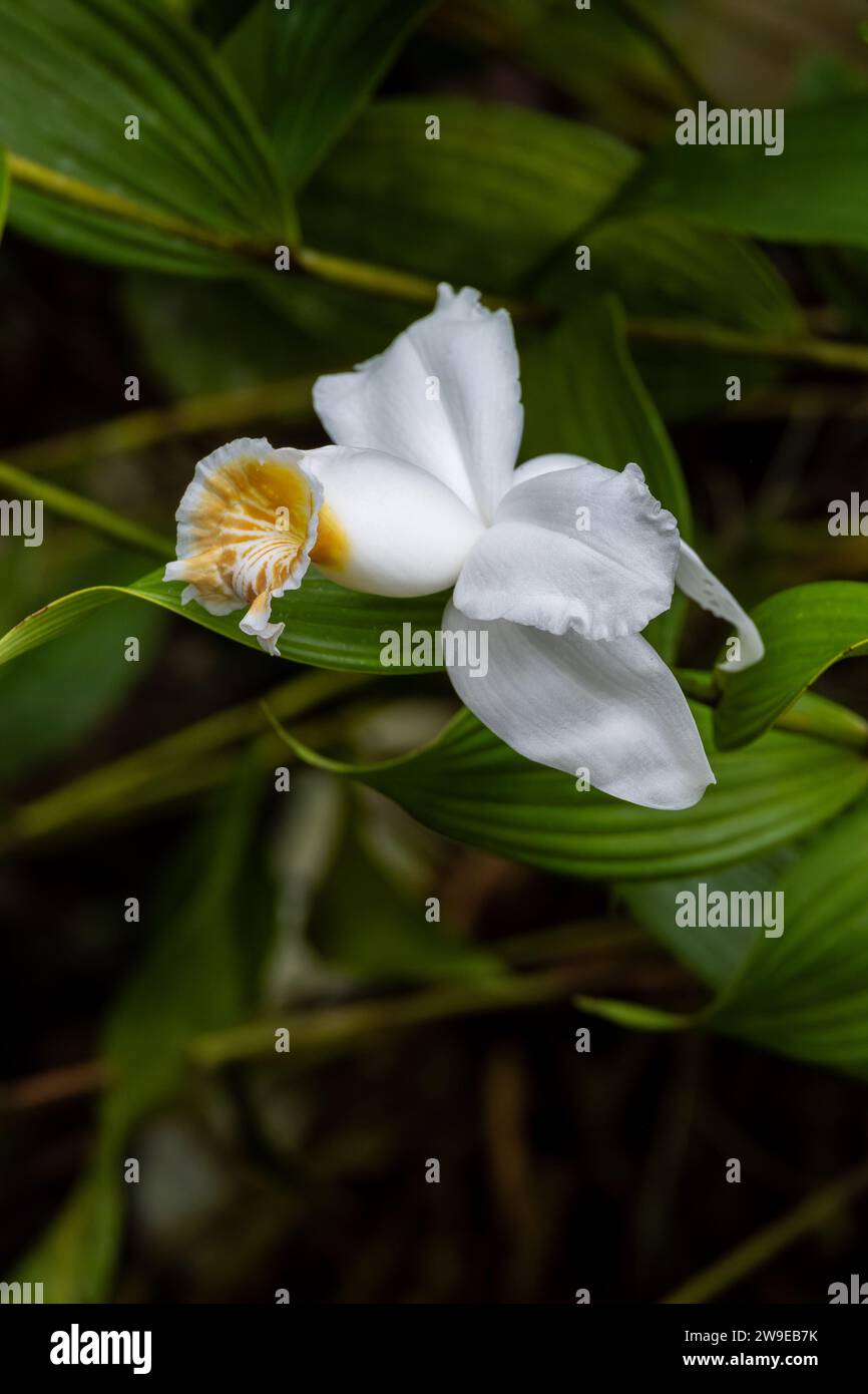 Blume in Mittelamerika, Panama Stockfoto