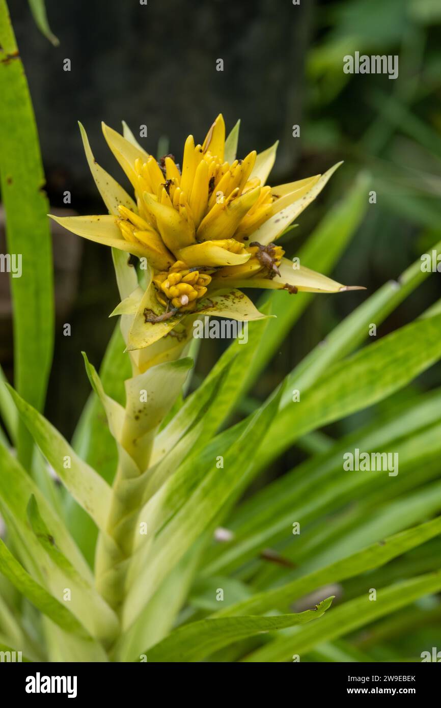 Blume in Mittelamerika, Panama Stockfoto