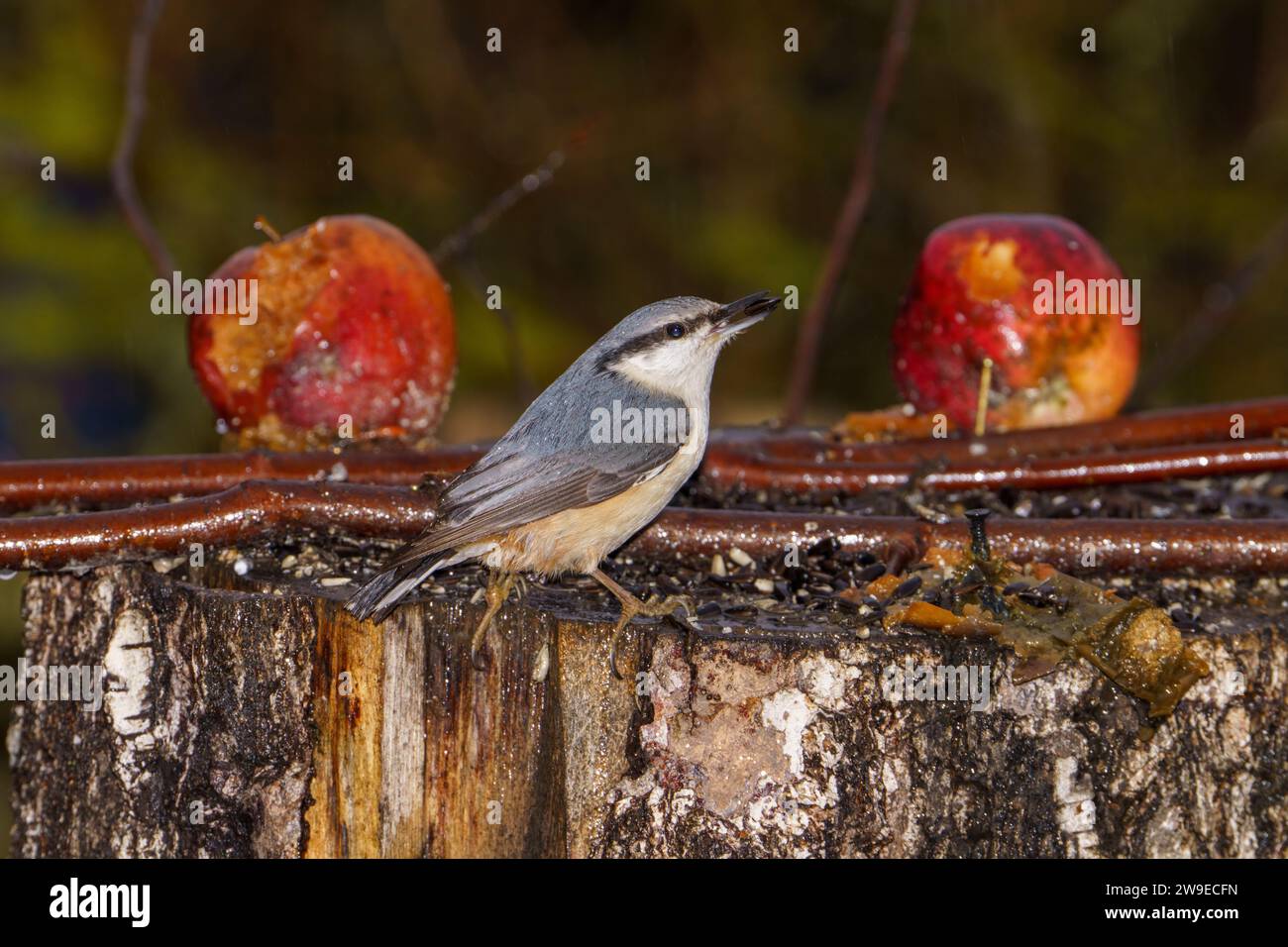 Sitta europaea Familie Sittidae Gattung Sitta Eurasische Nacktschnecke Holz Nacktschnecke wilde Natur Vogelfotografie, Bild, Tapete Stockfoto