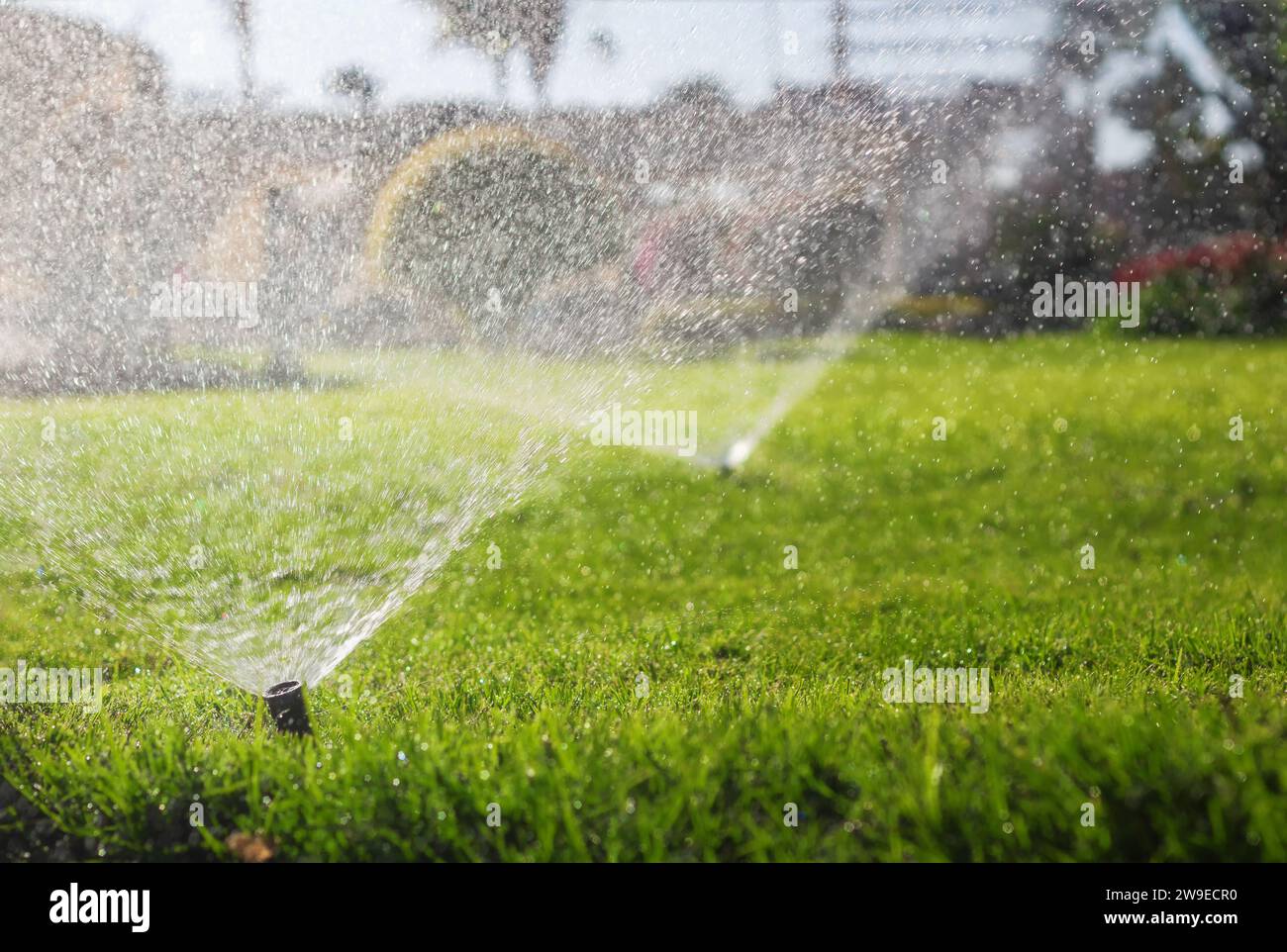 Sprinkler, die den grünen Rasen bewässern. Automatisches Bewässerungssystem. Stockfoto
