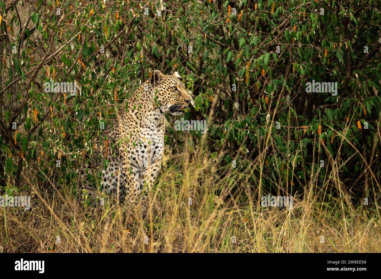 Ein einziger Leopard sitzt in einem Busch und passt auf Stockfoto