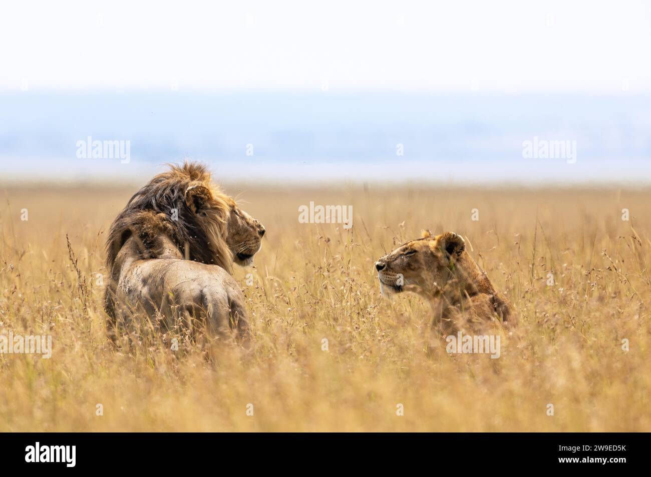 Löwe und Löwe sehen sich die Augen an, während sie nebeneinander in der Gras der Savanne stehen Stockfoto