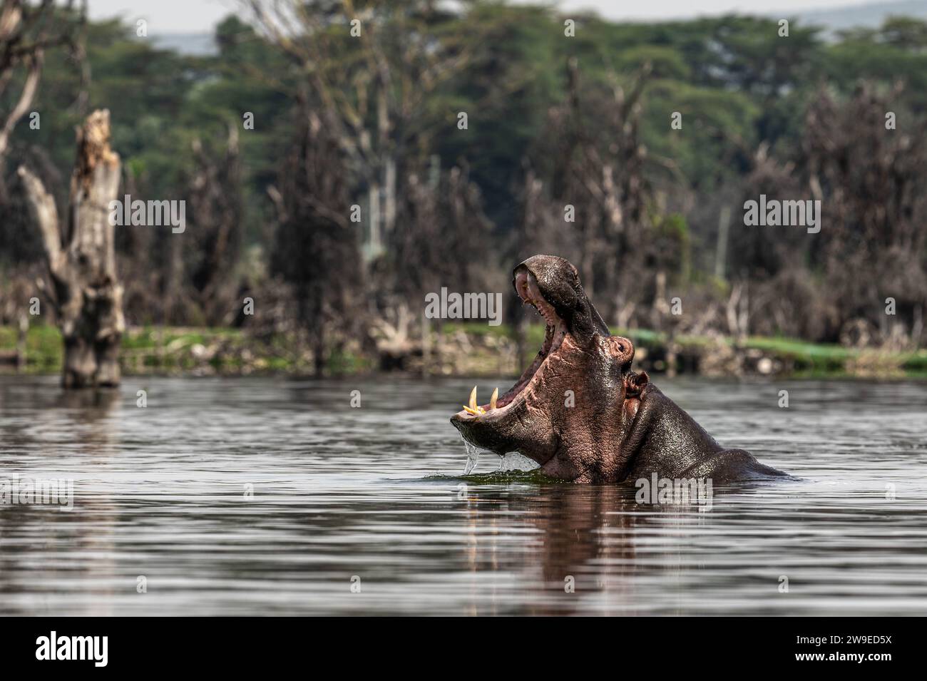 Flusspferde schwimmen im Nakuru-See und zeigen Zähne Stockfoto
