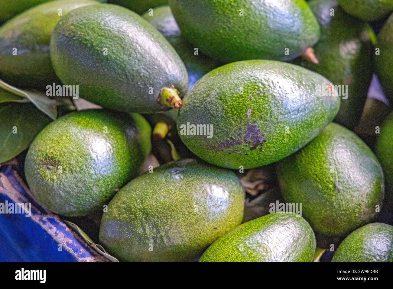 Ein Haufen grüner Avocados-Gemüse aus nächster Nähe Stockfoto
