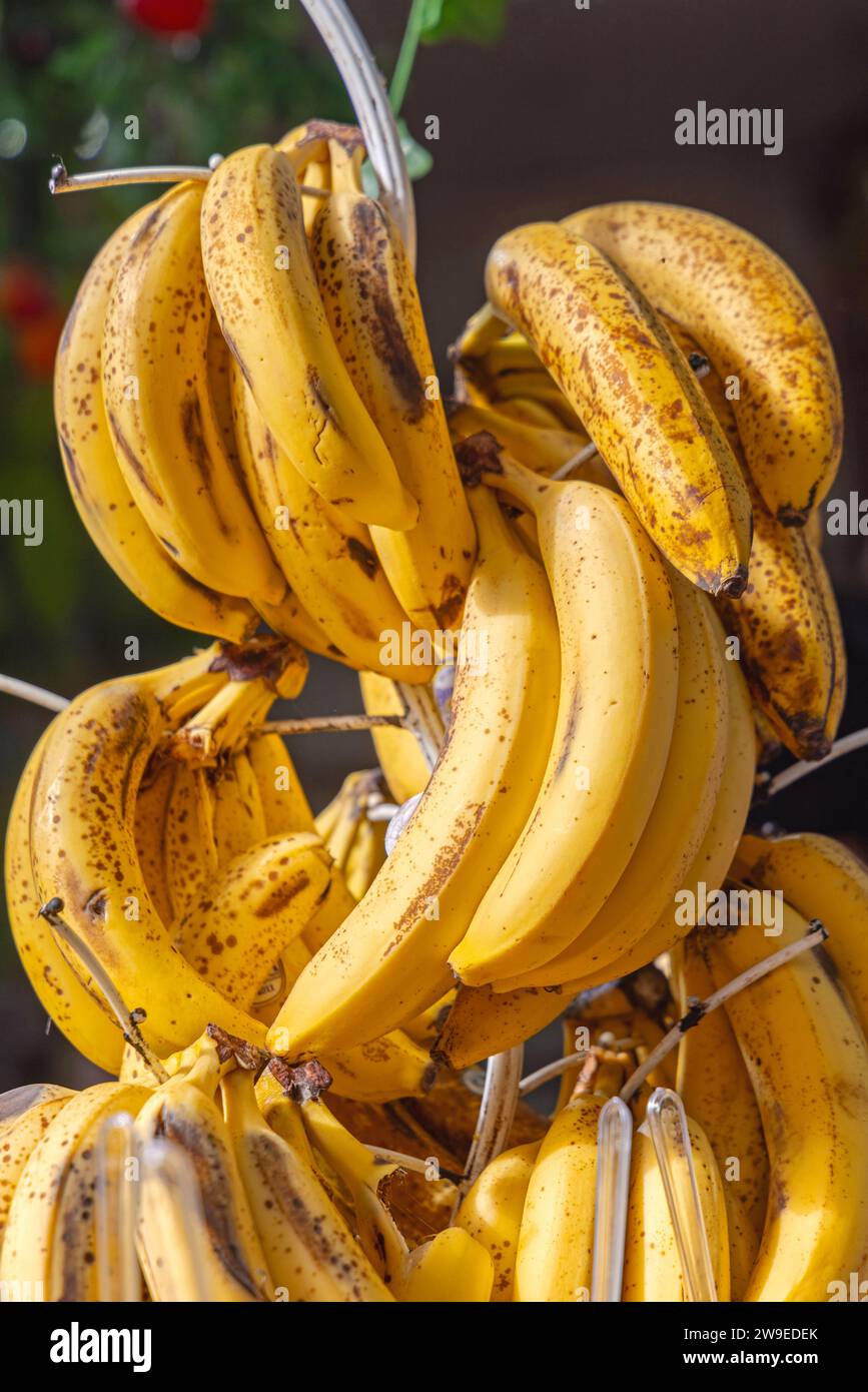 Reife Banana tropische Früchte hängen am Stand Stockfoto