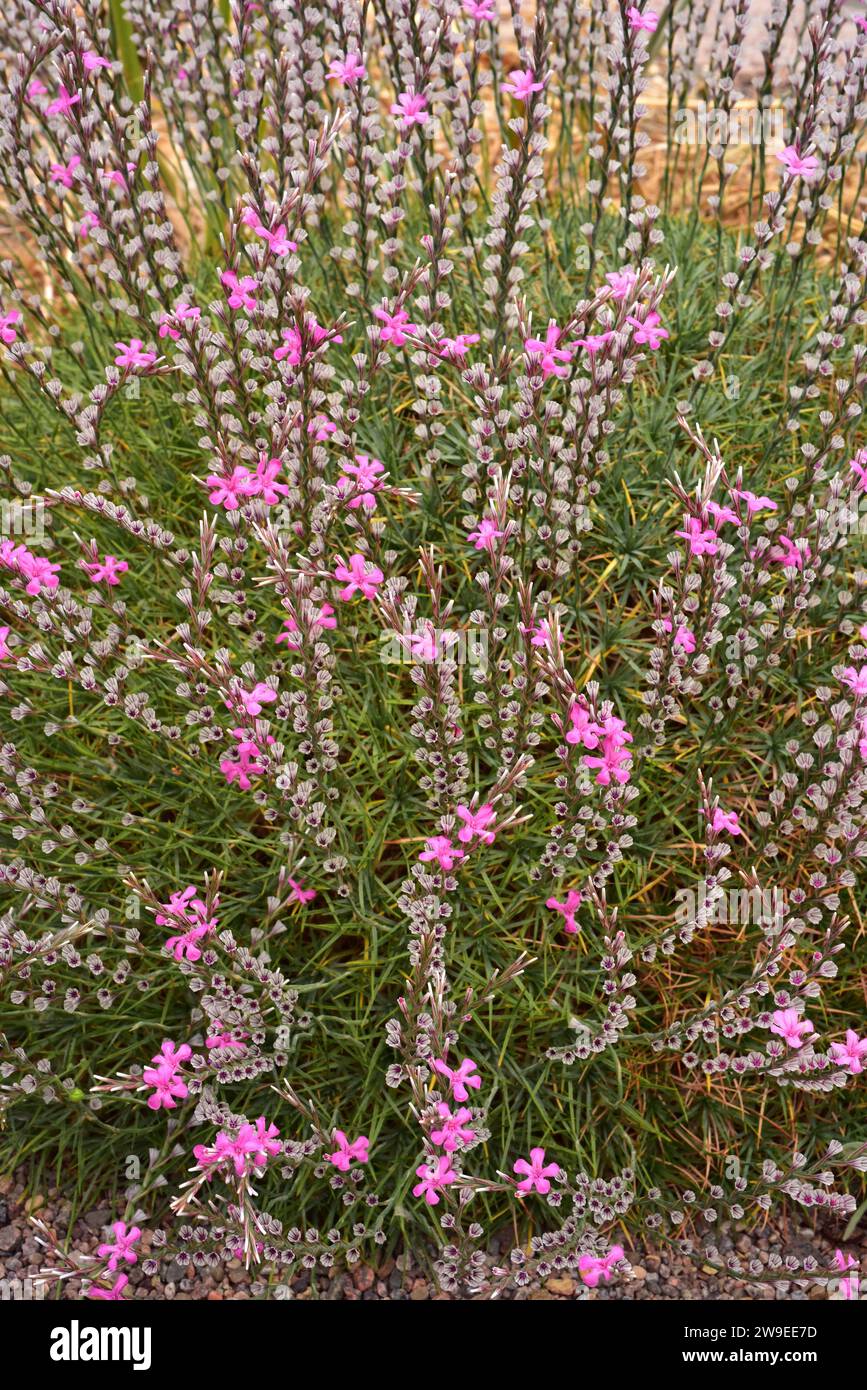 Prickly Thrift (Acantholimon armenum) ist ein polsterähnlicher Strauch, der in Westasien beheimatet ist. Stockfoto