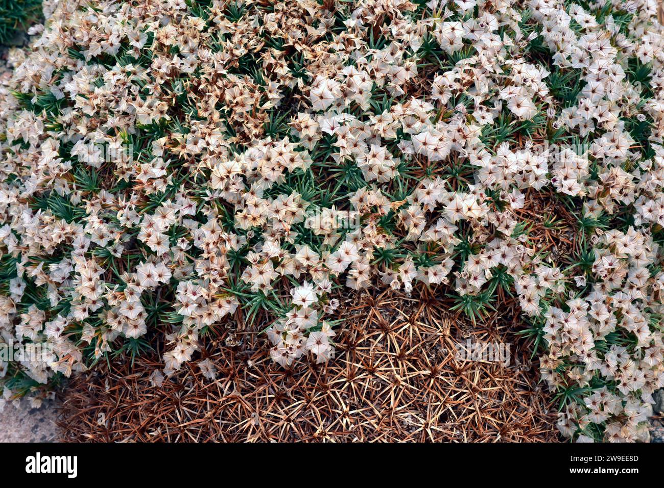 Stachelstachel (Acantholimon ulicinum) ist ein kissenartiger Sträucher, der in Osteuropa und der Türkei beheimatet ist. Stockfoto