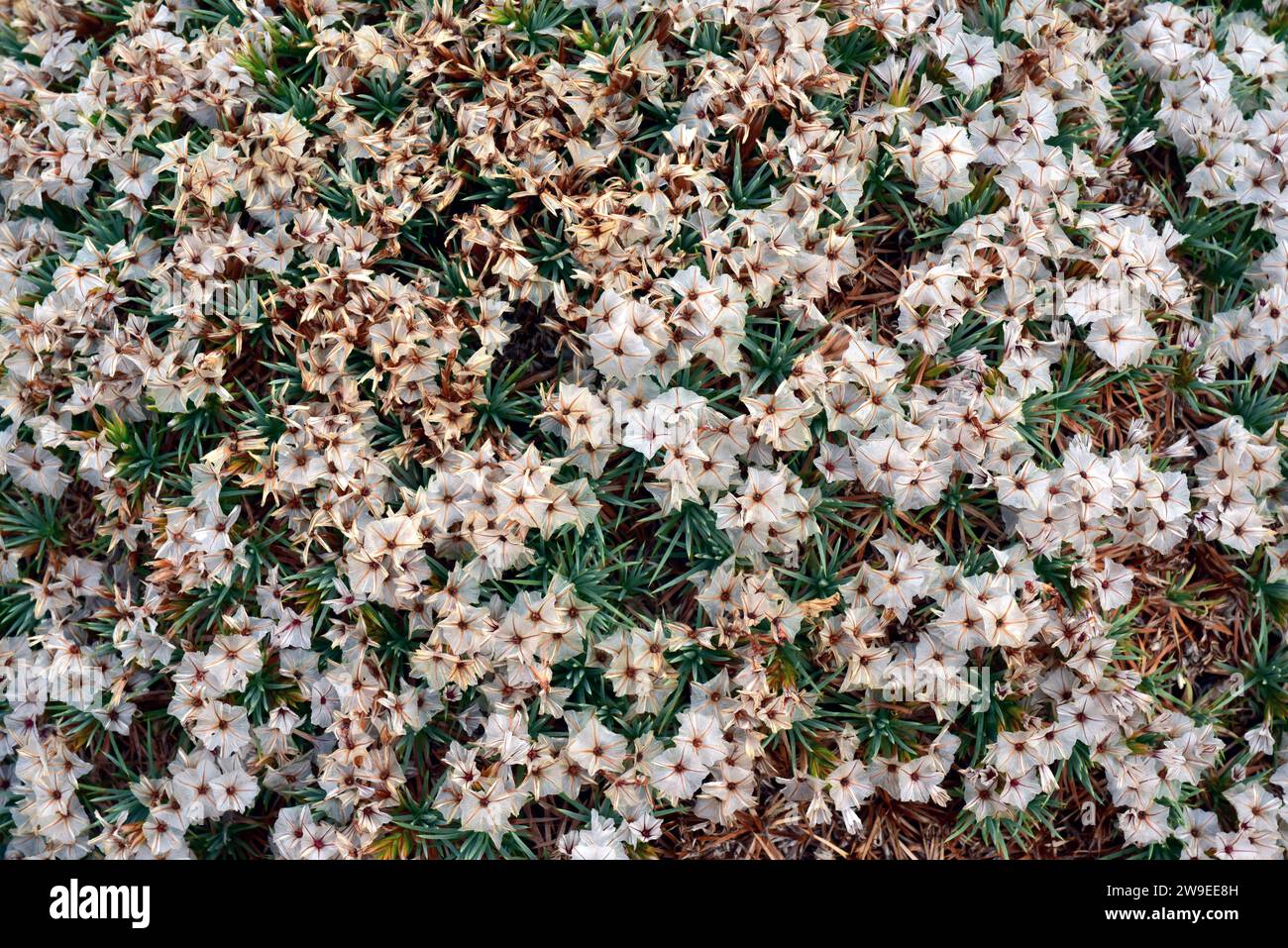 Stachelstachel (Acantholimon ulicinum) ist ein kissenartiger Sträucher, der in Osteuropa und der Türkei beheimatet ist. Stockfoto