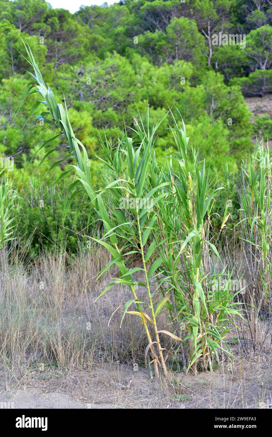 Riesenrohr, Riesenrohr oder Wildrohr (Arundo donax) ist ein ausdauerndes Gras, das im Mittelmeerbecken beheimatet ist. Hinter Aleppo-Kiefer (Pinus halepensis). Dieses Pho Stockfoto