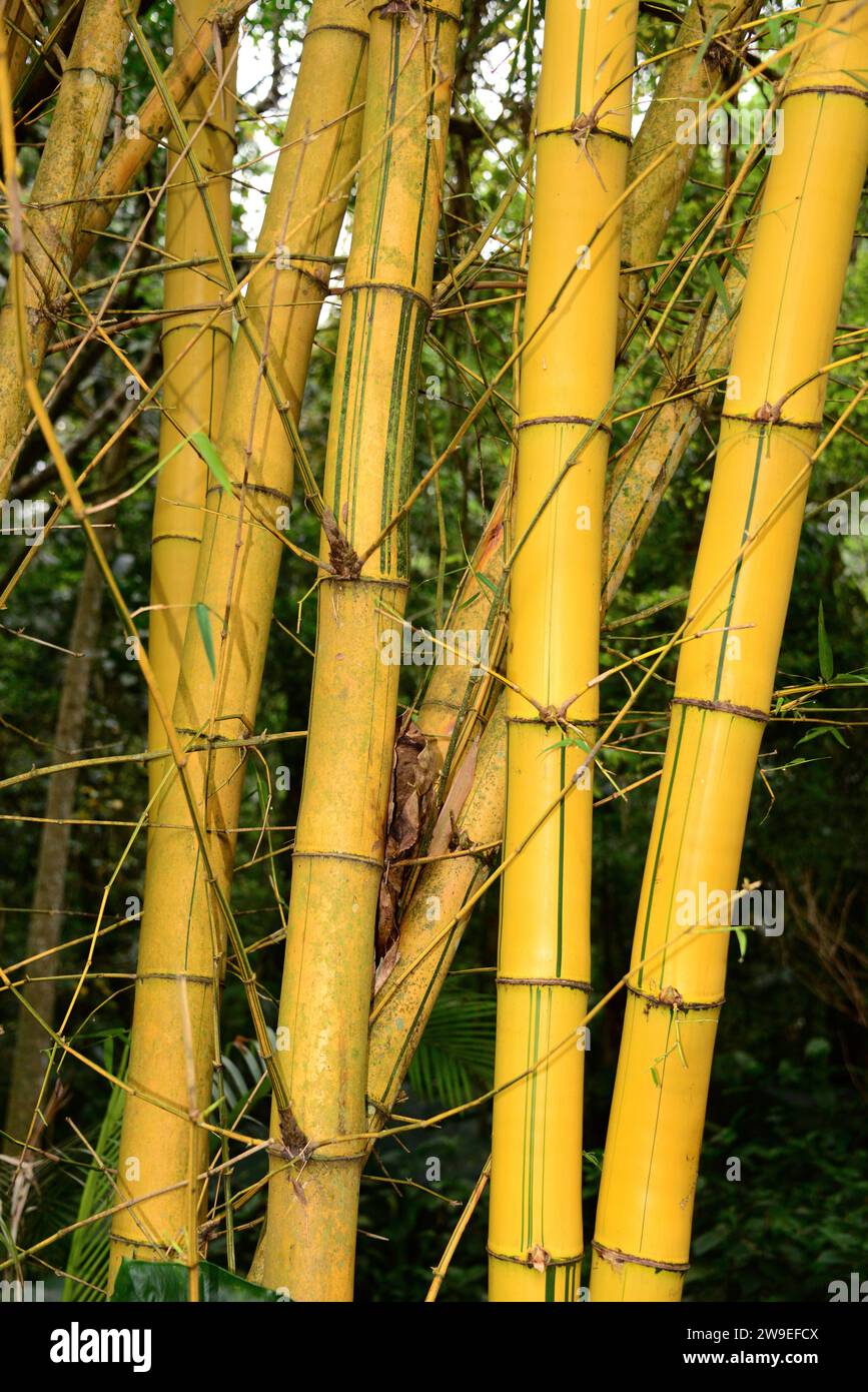 Bambusa vulgaris Vittata, lackiert Bambus Bambusa vulgaris Striata, culm,  Halme, Gelb, Grn, Streifen, gestreift, Bambus, tropischen Garten, Grten,  RM Floral Stockfotografie - Alamy