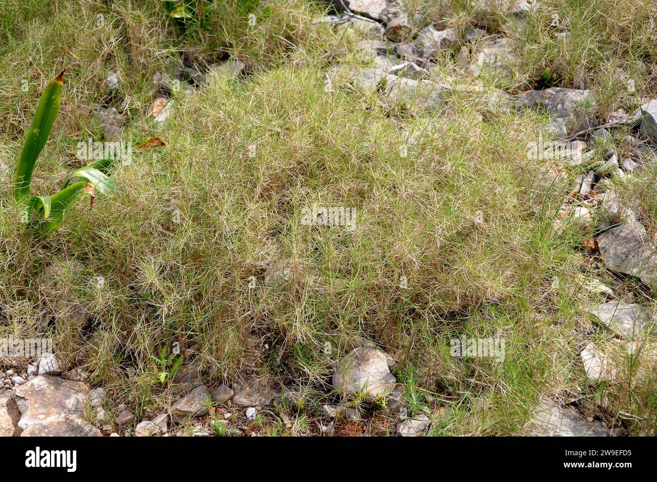 Laston ramoso (Brachypodium retusum) ist ein mehrjähriges Kraut aus dem Mittelmeerbecken. Dieses Foto wurde in Cap Sant Antoni, Provinz Alacant, com aufgenommen Stockfoto