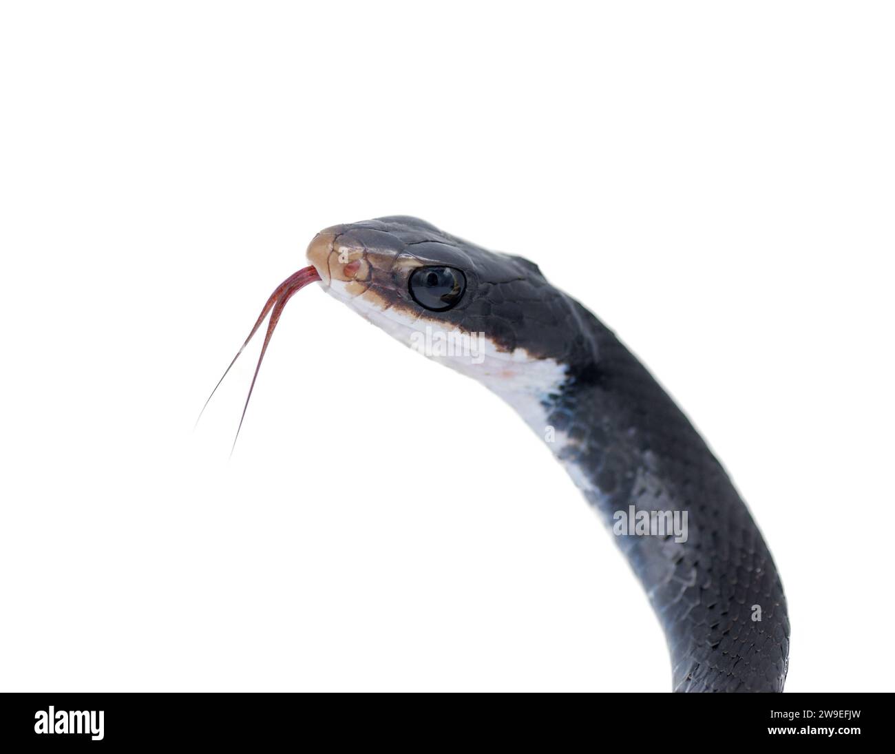 Coluber constrictor priapus, eine der häufigsten Schlangenarten im Südosten der USA Stockfoto