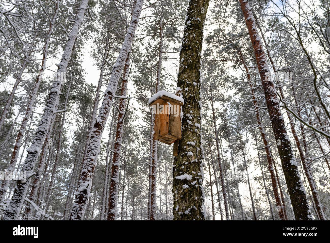 Ein handgefertigtes Vogelfutter aus Holz, das an einen Baum im Wald genagelt wurde. Stockfoto