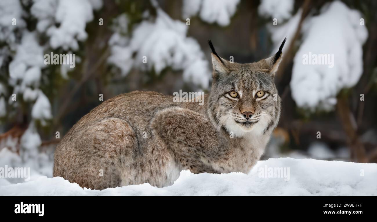 Eine Nahaufnahme eines Luchses, der in tiefem Schnee im Wald liegt und in die Kamera blickt, horizontal Stockfoto