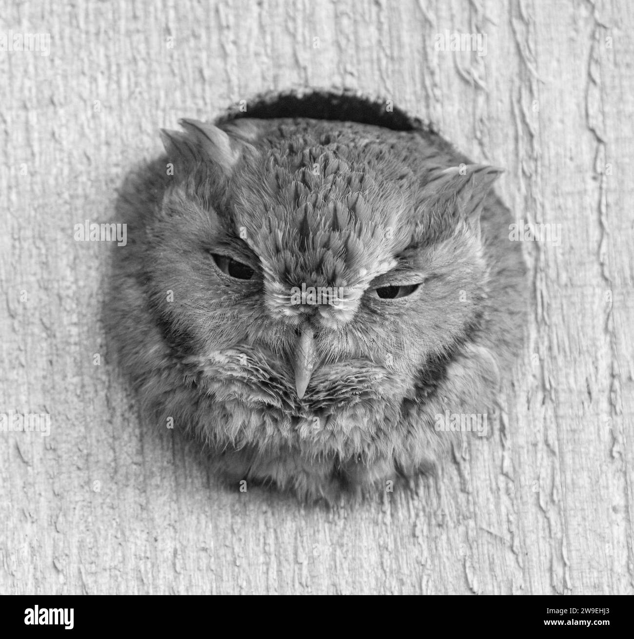 östliche Kreiseleule - Megascops asio - in hölzernem Nistkasten mit verschlafenen Augen. Tolle Federdetails und Textur. Entspannter und bequemer, entzückender und Stockfoto
