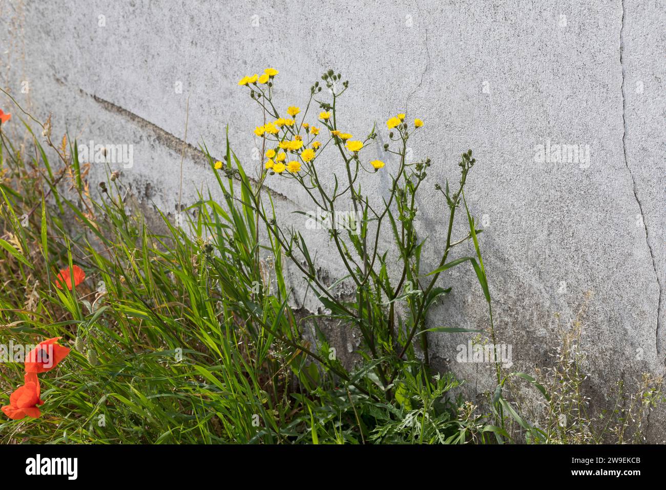 Kleinköpfiger Pippau, Kleinblütiger Pippau, Grüner Pippau, Crepis capillaris, glatter Karettbart, La Crépide capillaire, la Crépis à tiges capillaires Stockfoto