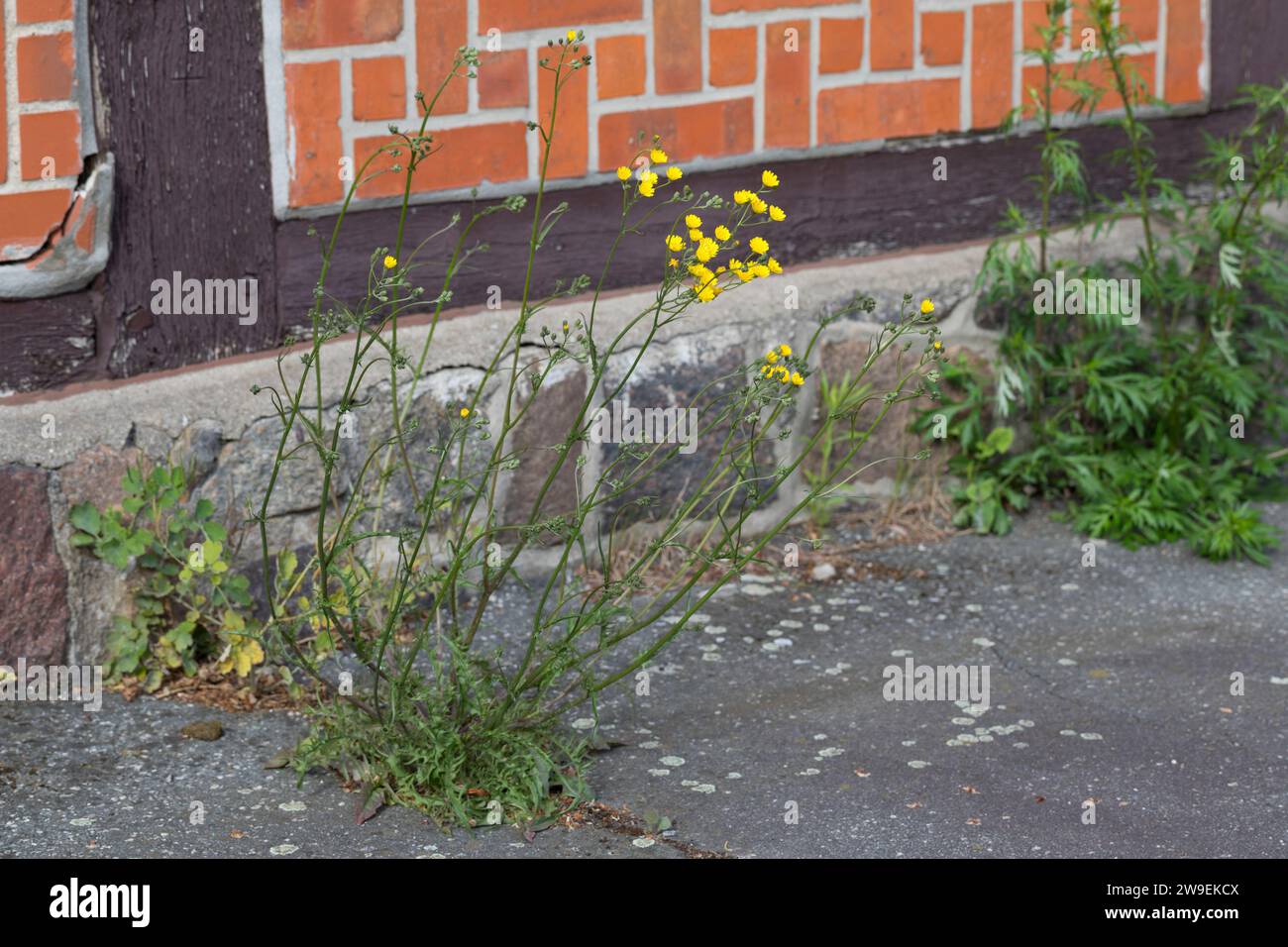 Kleinköpfiger Pippau, Kleinblütiger Pippau, Grüner Pippau, Crepis capillaris, glatter Karettbart, La Crépide capillaire, la Crépis à tiges capillaires Stockfoto