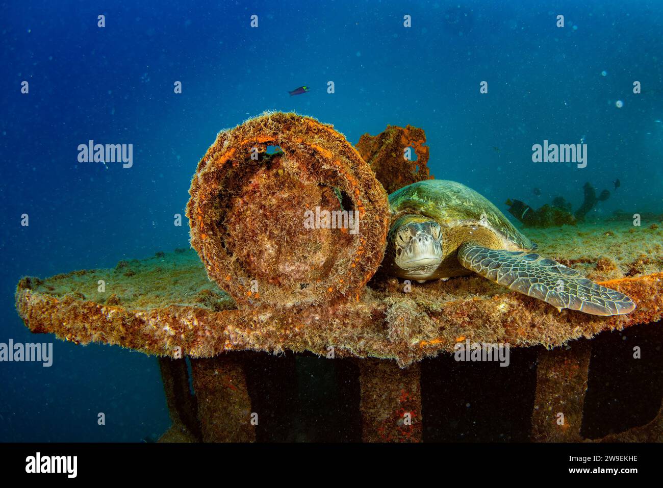 Eine Meeresschildkröte unter Wasser, die auf einem Schiffswrack ruht Stockfoto