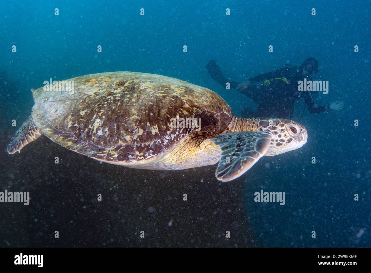 Eine Schildkröte unter Wasser mit einem Taucher auf dem Rücken Stockfoto
