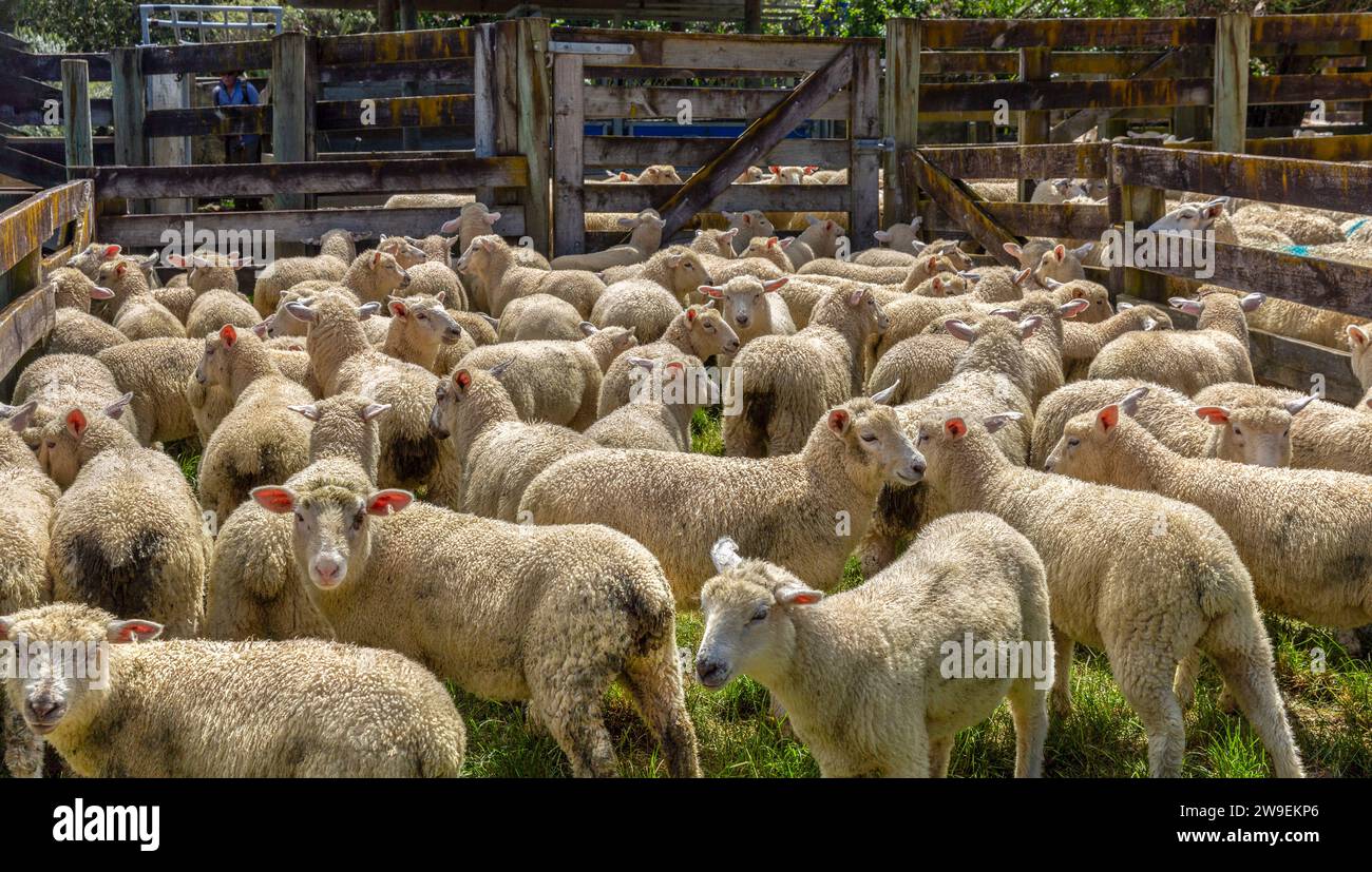 Lämmer mit gekerbten Ohren in einem Schafstall im Duder Regional Park, Aotearoa/Neuseeland. Stockfoto