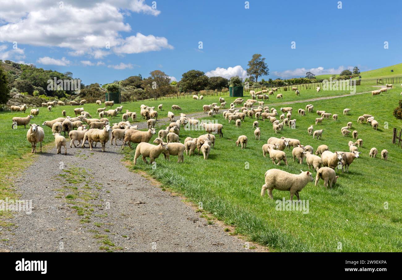 Große Schafherde auf einer Straße und einem Wanderweg im Duder Regional Park, Tamaki Makaurau / Auckland Region / Aotearoa / Neuseeland. Stockfoto