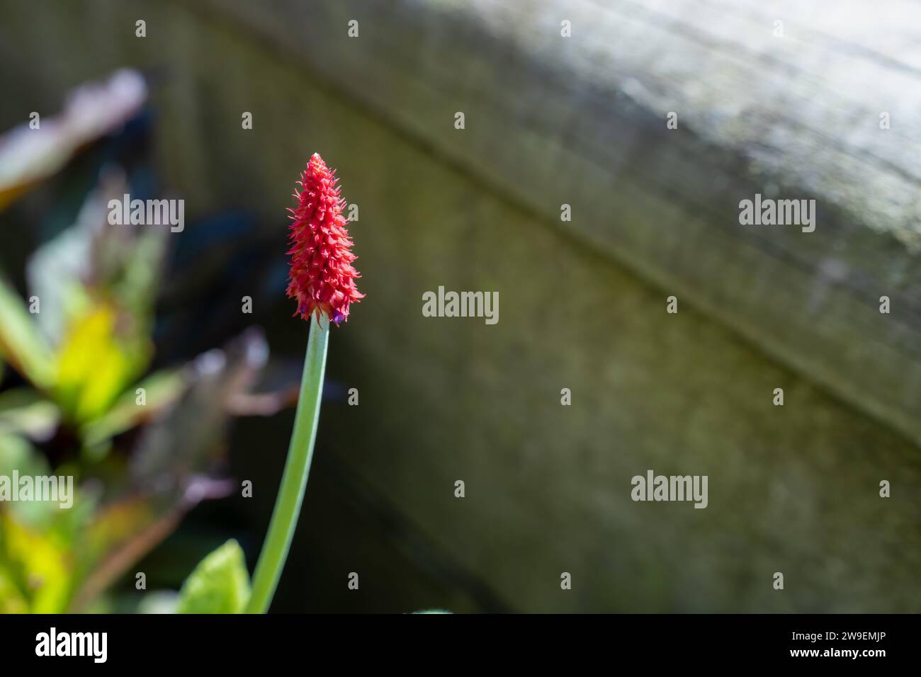 Primrose „Vialii Red Hot Poker“, ein Mini-Red Hot Poker Stockfoto