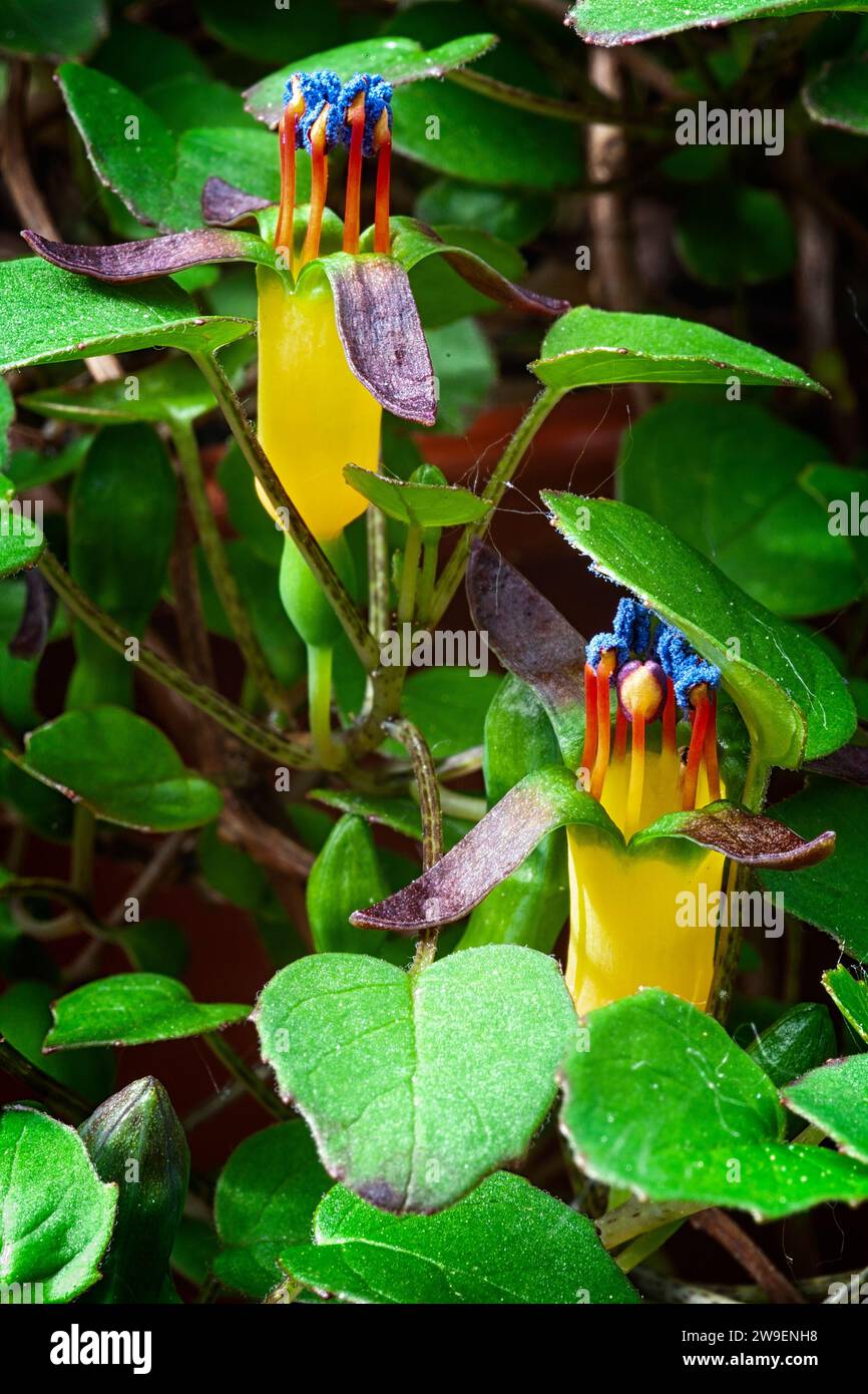 Creeping fuchsia (Fuchsia procumbens), Onagraceae. Neuseeländischer kleiner Strauß, auch Kletterfuchsie oder zurücklaufende Fuchsie genannt. Gelbe Blume. Stockfoto