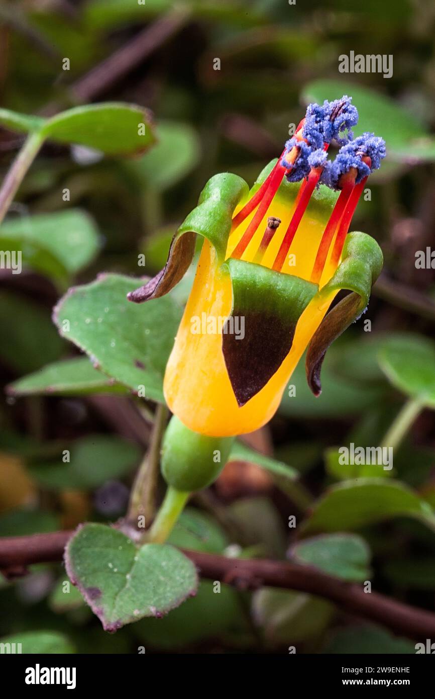 Creeping fuchsia (Fuchsia procumbens), Onagraceae. Neuseeländischer kleiner Strauß, auch Kletterfuchsie oder zurücklaufende Fuchsie genannt. Gelbe Blume. Stockfoto