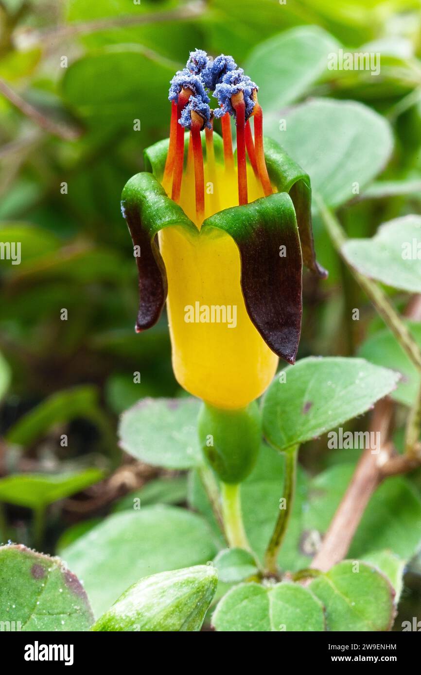 Creeping fuchsia (Fuchsia procumbens), Onagraceae. Neuseeländischer kleiner Strauß, auch Kletterfuchsie oder zurücklaufende Fuchsie genannt. Gelbe Blume. Stockfoto