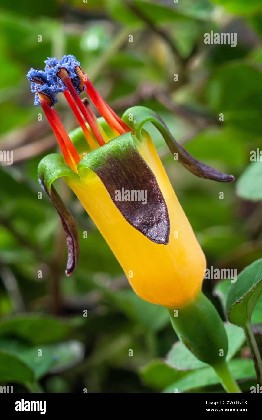 Creeping fuchsia (Fuchsia procumbens), Onagraceae. Neuseeländischer kleiner Strauß, auch Kletterfuchsie oder zurücklaufende Fuchsie genannt. Gelbe Blume. Stockfoto