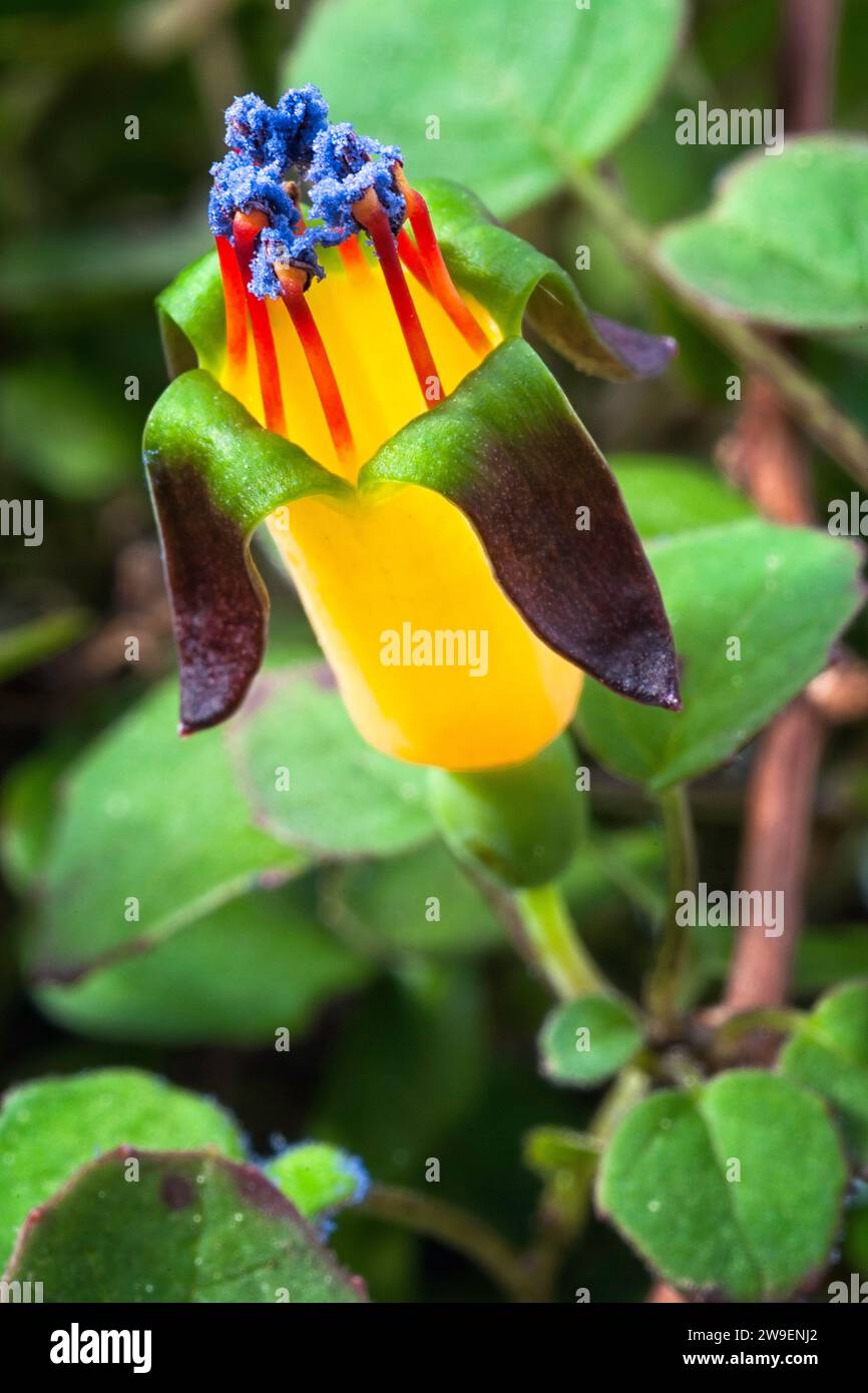 Creeping fuchsia (Fuchsia procumbens), Onagraceae. Neuseeländischer kleiner Strauß, auch Kletterfuchsie oder zurücklaufende Fuchsie genannt. Gelbe Blume. Stockfoto