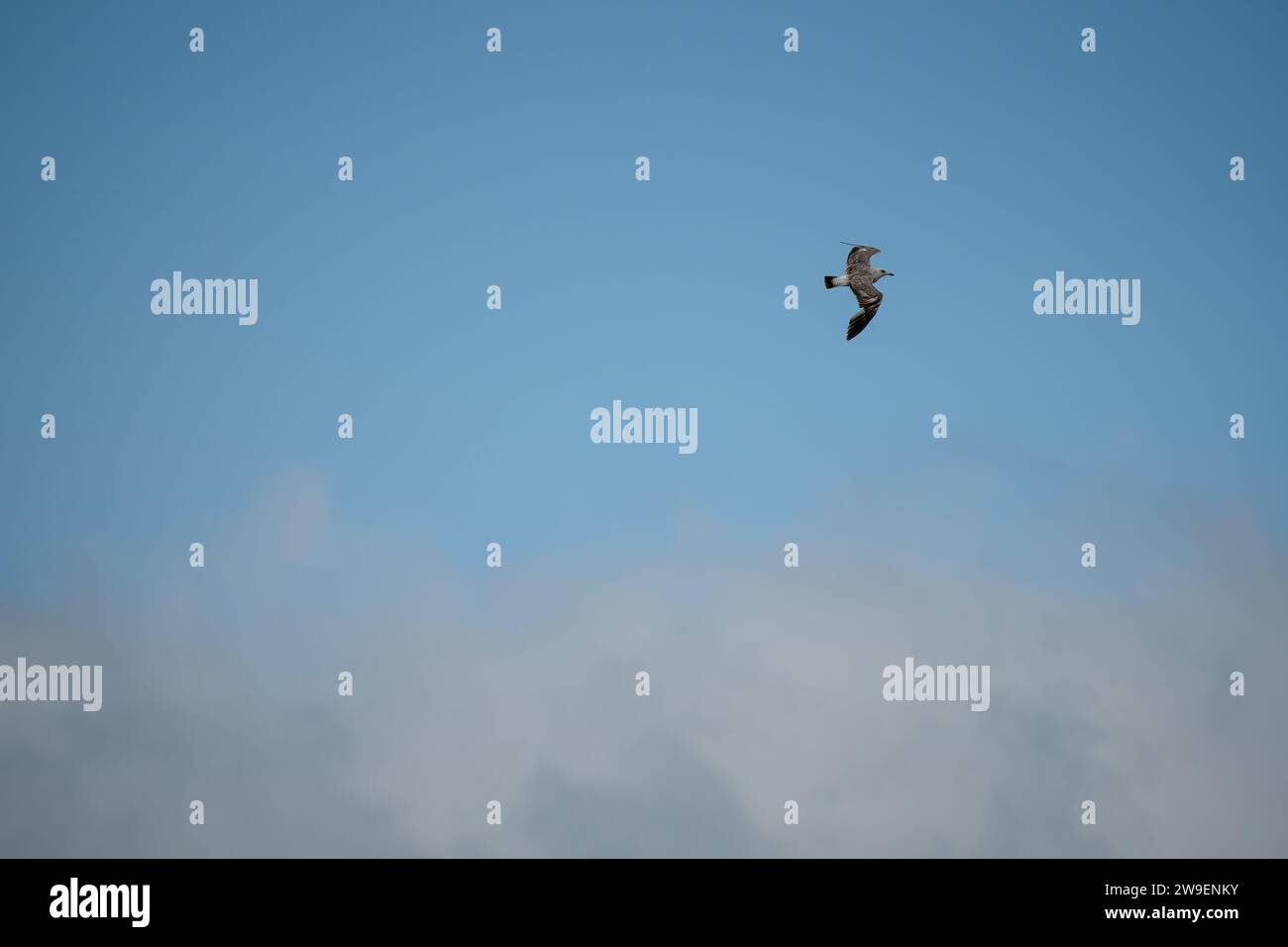 Eine Heringsmöwe (Larus argentatus) im Flug unter einem grauen Wolkenhimmel Stockfoto