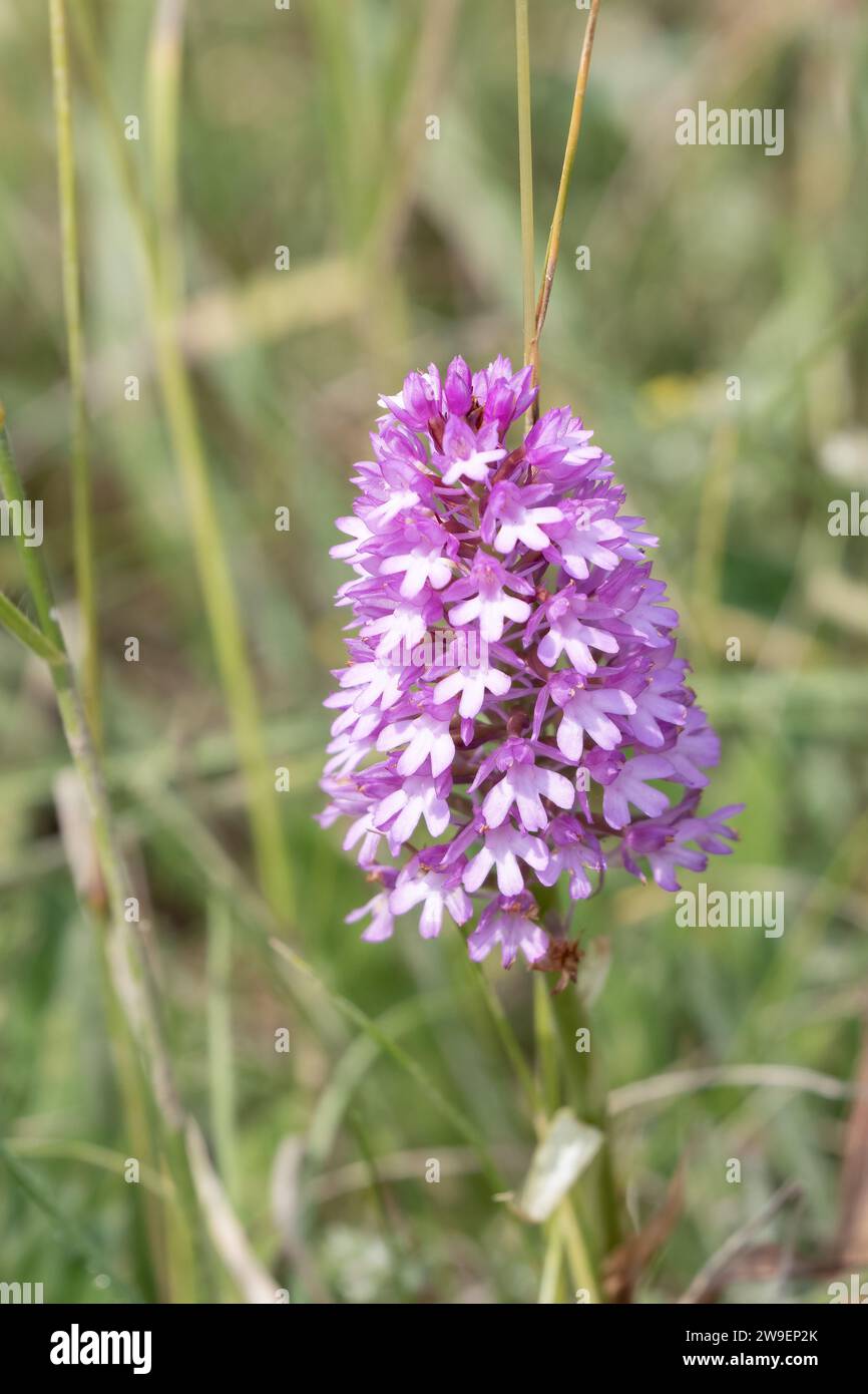 Nahaufnahme einer wunderschönen rosa Pyramidenorchidee, die in Chalklands wächst, Wilts UK Stockfoto