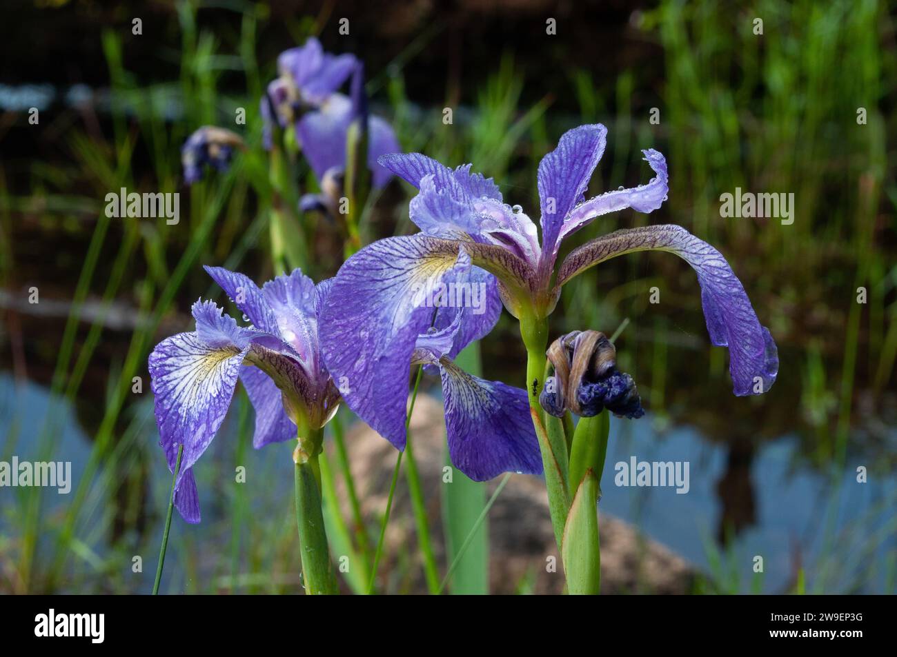 Blue Flag Iris (Iris versicolor) wächst neben einem Teich im Adirondack Forest Preserve im Bundesstaat New York Stockfoto
