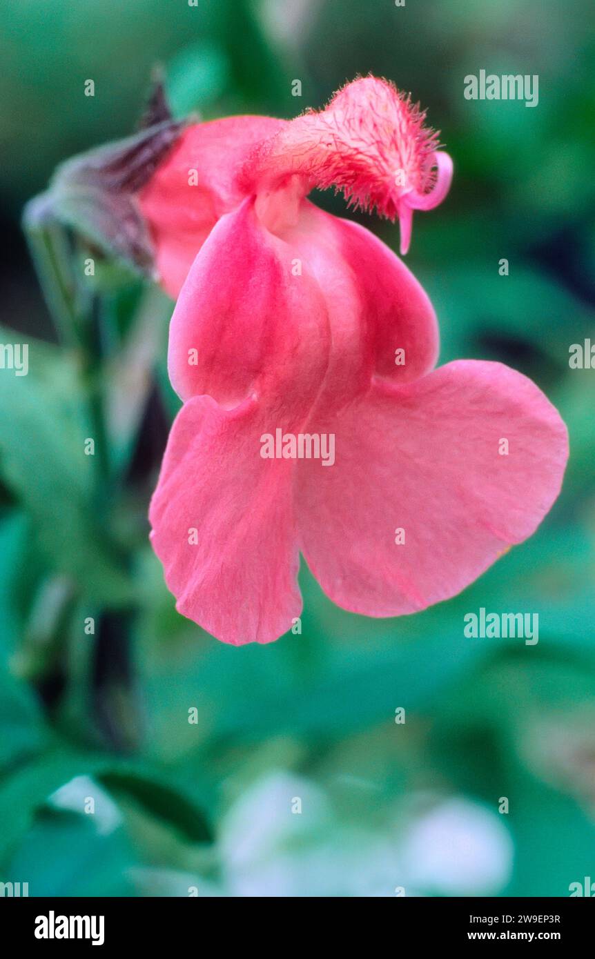 Salvia xjamensis CV. La Siesta, Lamiaceae. Mehrjährige krautige Pflanze, Zierhybride, lachsfarbene Blüte. Stockfoto