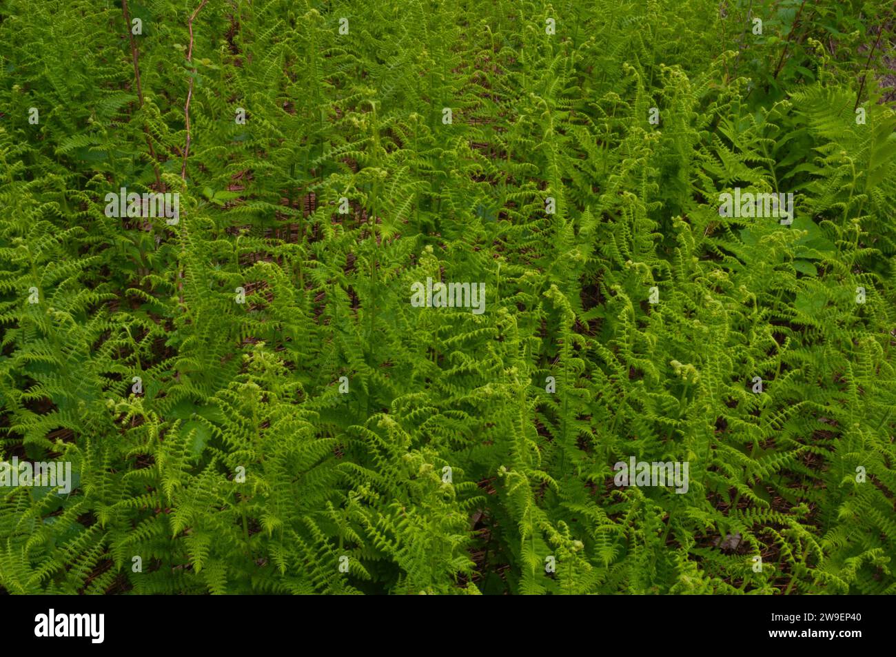 Heu duftender Farn (Dennstaedtia punctilobula) wächst in einer Öffnung in einem Hartholzwald in den Adirondack Mountains im Bundesstaat New York Stockfoto