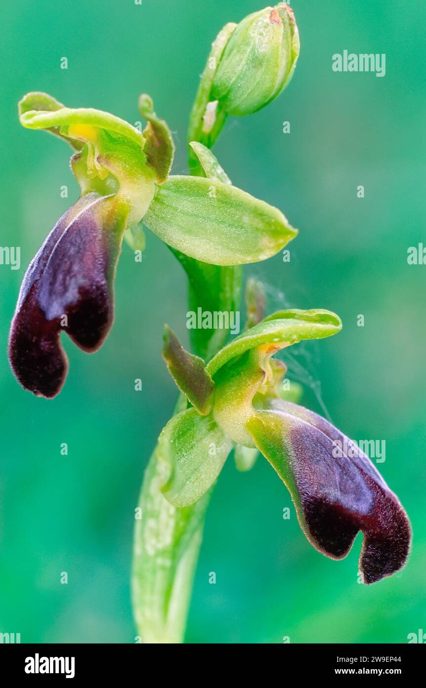 Traubenkraut-Orchidee (Ophrys funerea), Orchidaceae. Knollige krautige, wilde Pflanze. Greve in Chianti, Toskana, Italien. 14.V.1998. Stockfoto