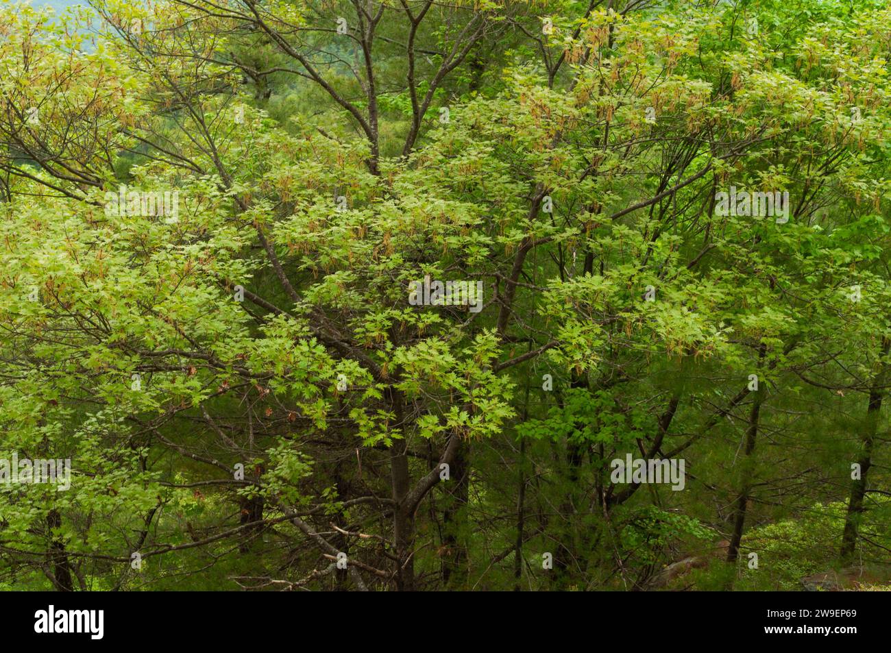 Northern Red Oak, Quercus rubra, wächst im Frühjahr im Lake George Wild Forest in den Adirondack Mountains im Bundesstaat New York Stockfoto