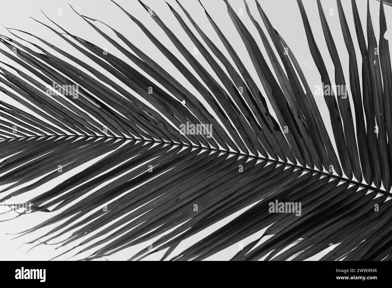 Nahaufnahme eines Palmenblattes Stockfoto