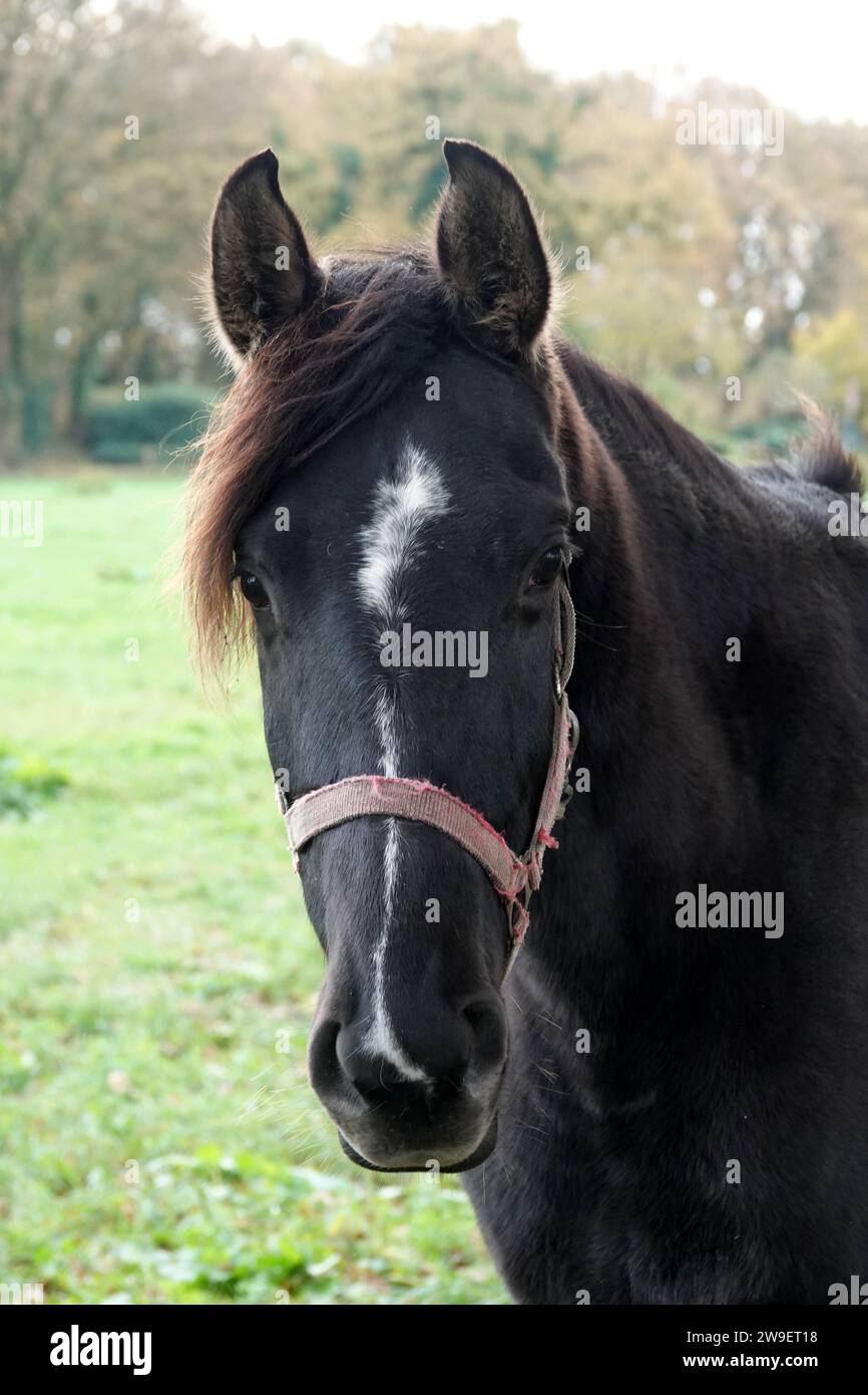 Porträt eines schwarzen Pferdes mit einer weißen Flamme Stockfoto