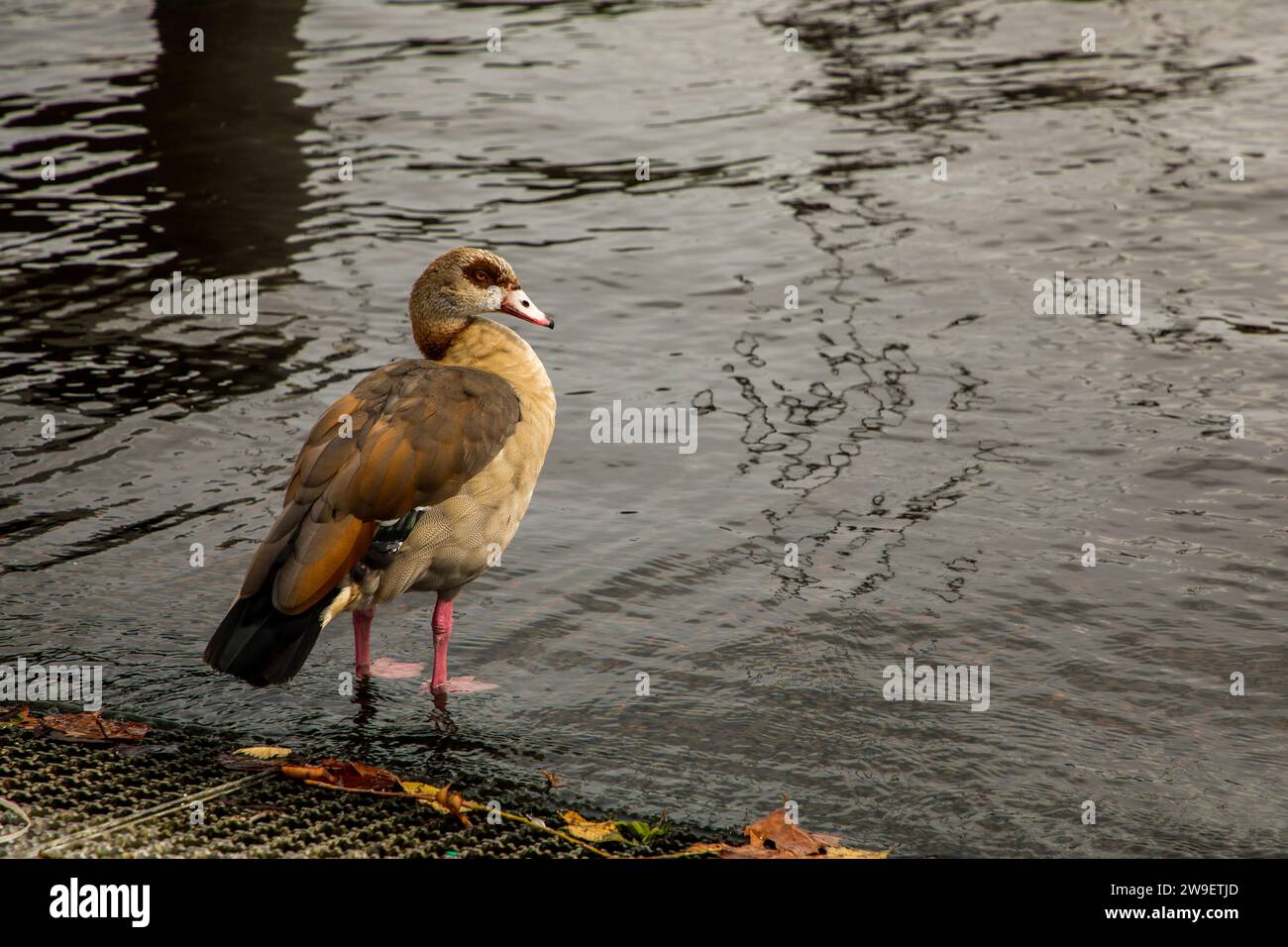 Ägyptische Gans (alopochen aegyptiaca) steht am Ufer des Teichs in Nahaufnahme Stockfoto