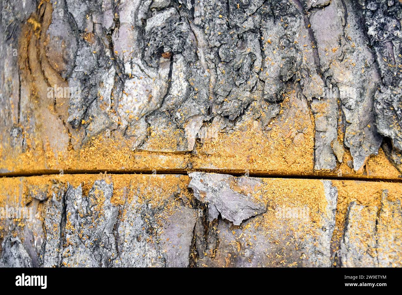 Holzfäller hinterlässt mit der Handsäge Spuren auf hölzernem Untergrund. Ein Sägezeichen auf dem Stamm eines toten Apfelbaums. Der alte Obstbaum ist mit Rasierapparat bedeckt Stockfoto
