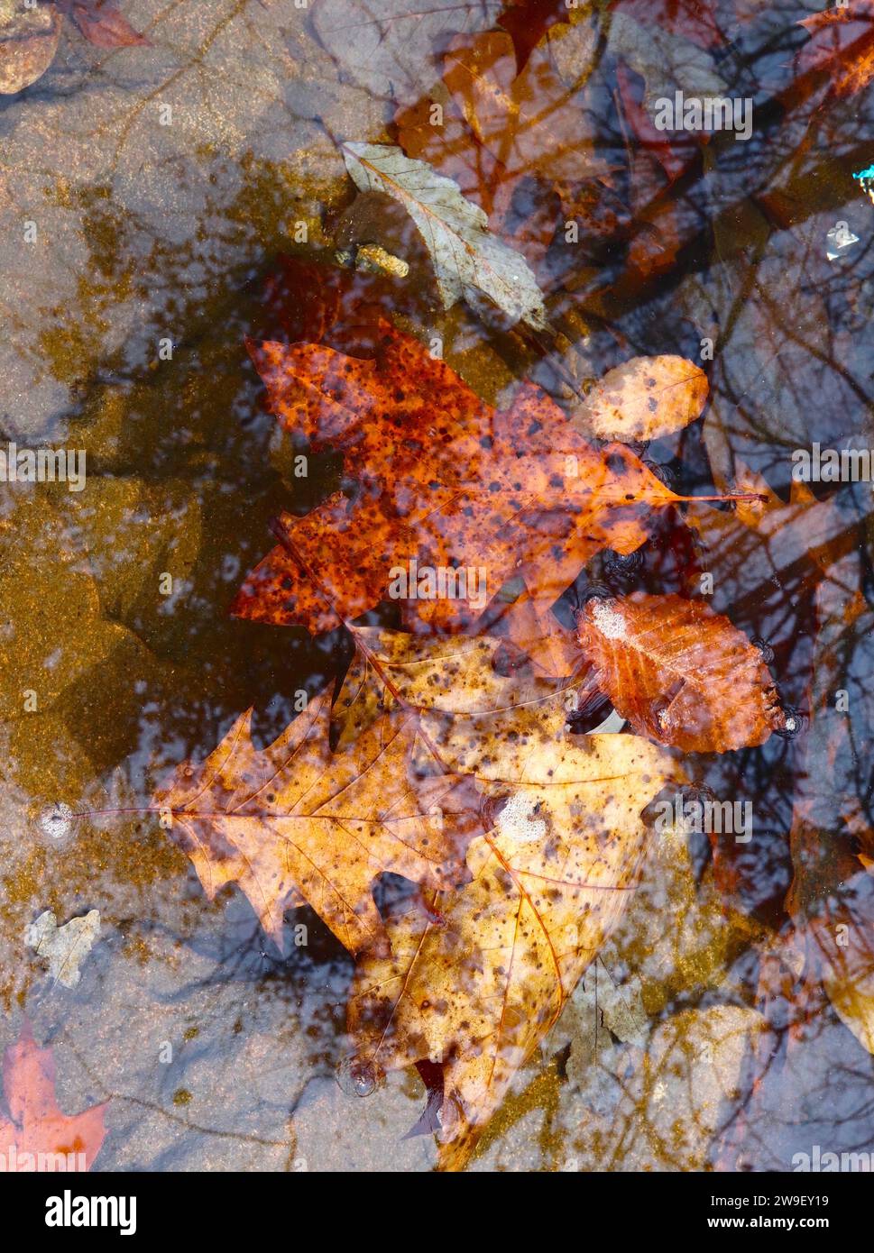 Herbstblätter, die in Wasser getaucht sind Stockfoto