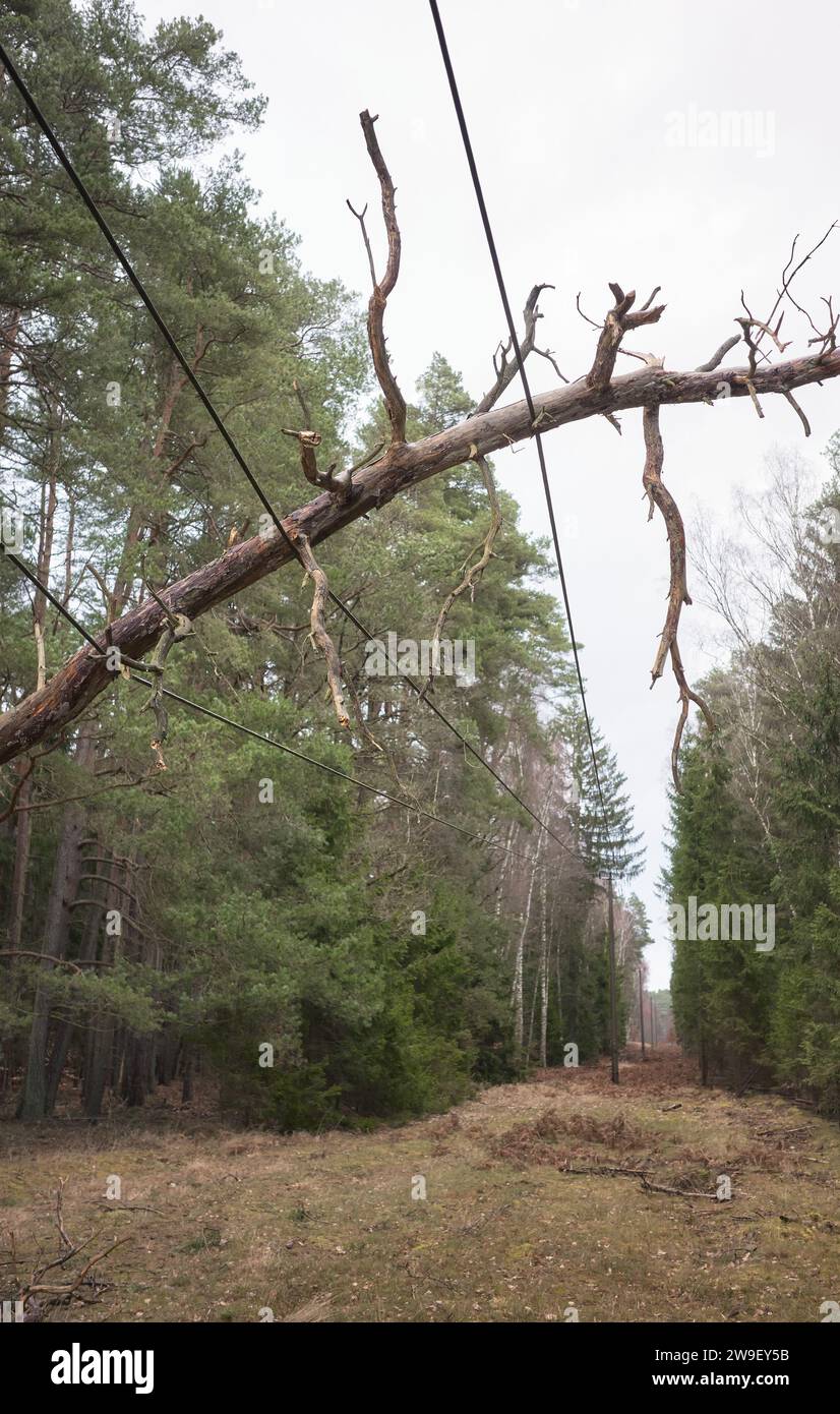 Gefallener Baum auf Strom- und Kommunikationsleitungen in einem Wald, selektiver Fokus. Stockfoto