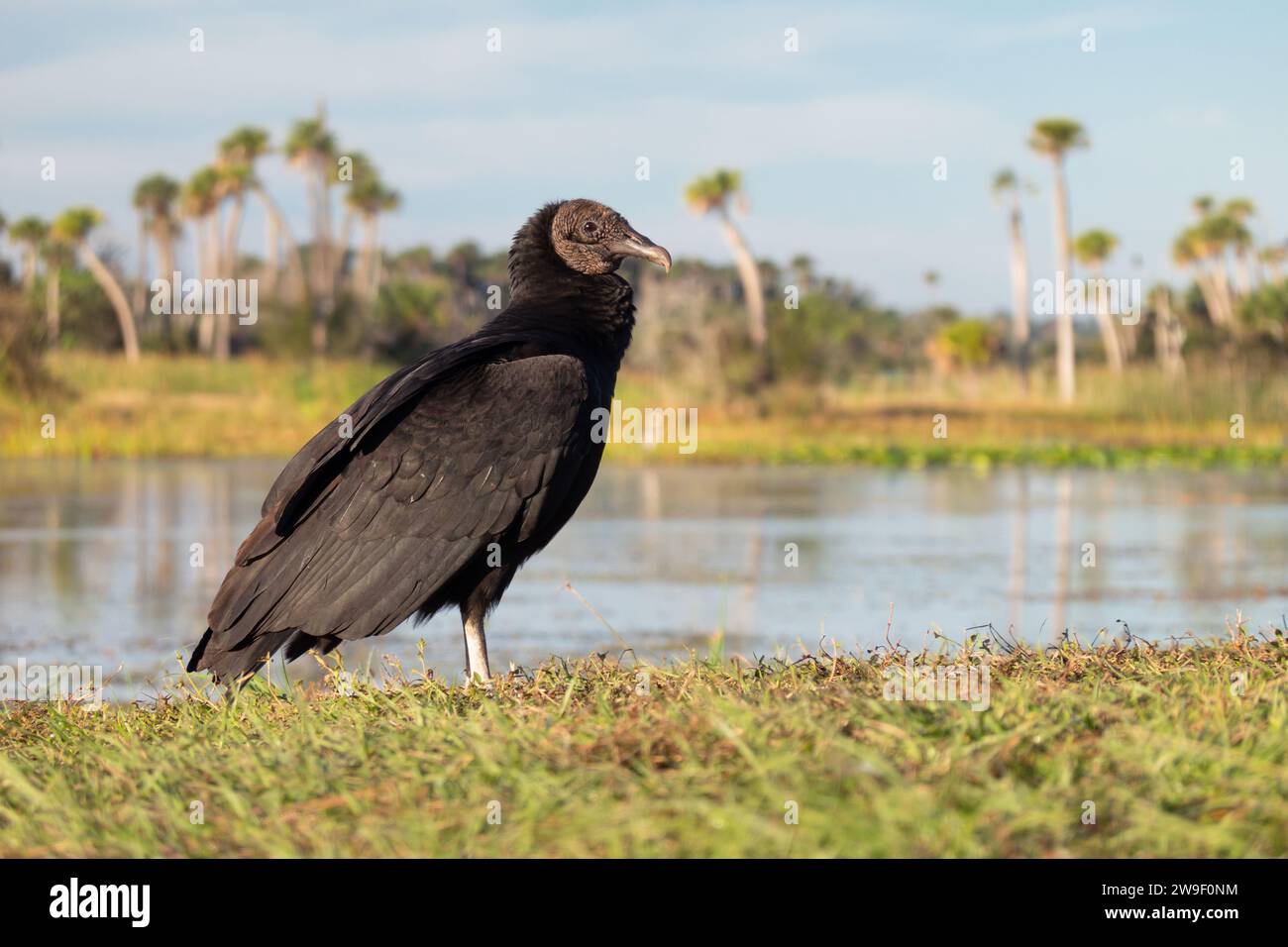 Ein schwarzer Geier sonnt sich bei Sonnenaufgang im Orlando Wetlands Park östlich von Orlando, Florida. Stockfoto