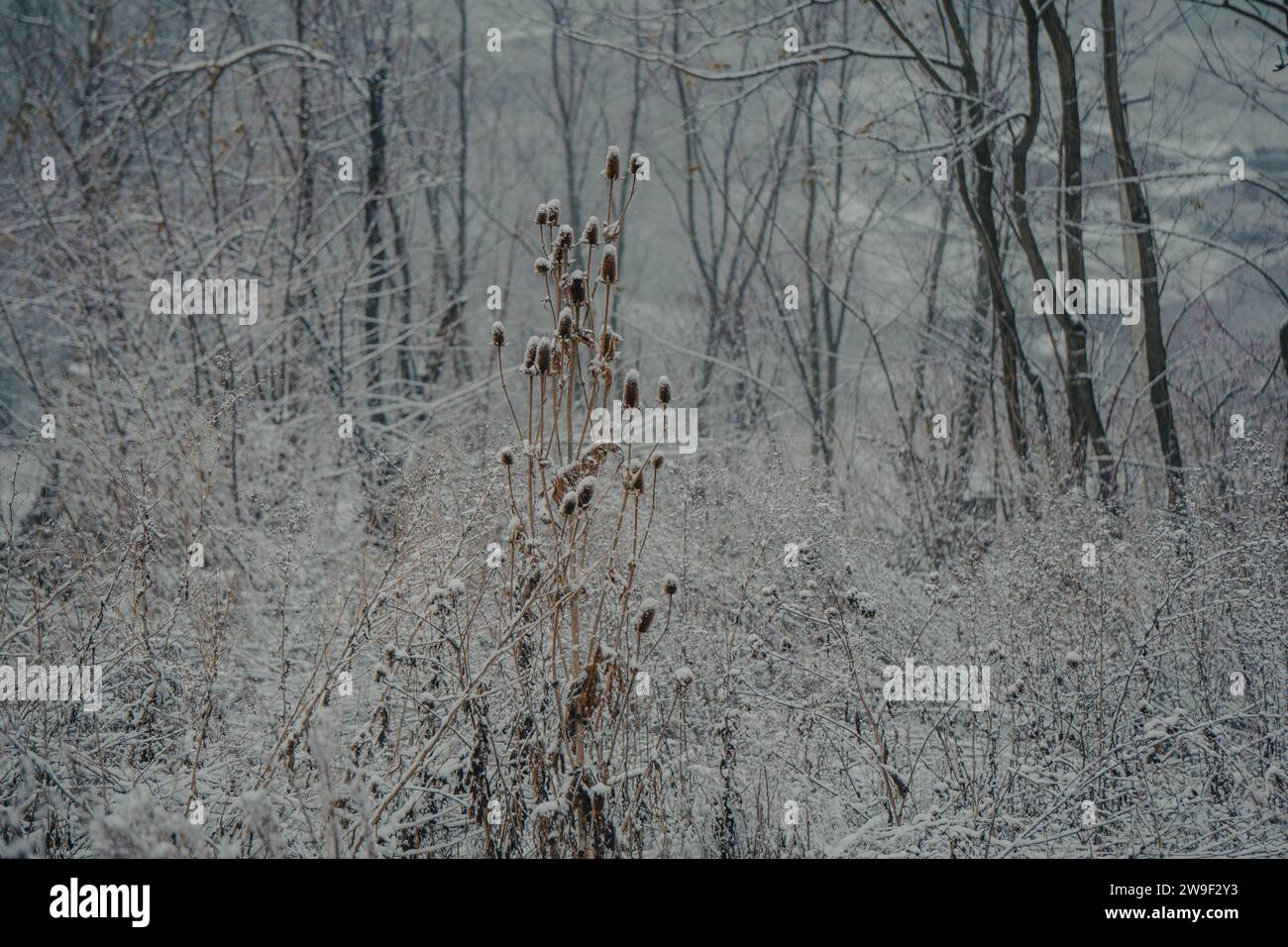 Eine hohe Pflanze in einem Wald, bedeckt mit Schnee, der unberührte weiße Schnee umhüllt die Pflanze Stockfoto